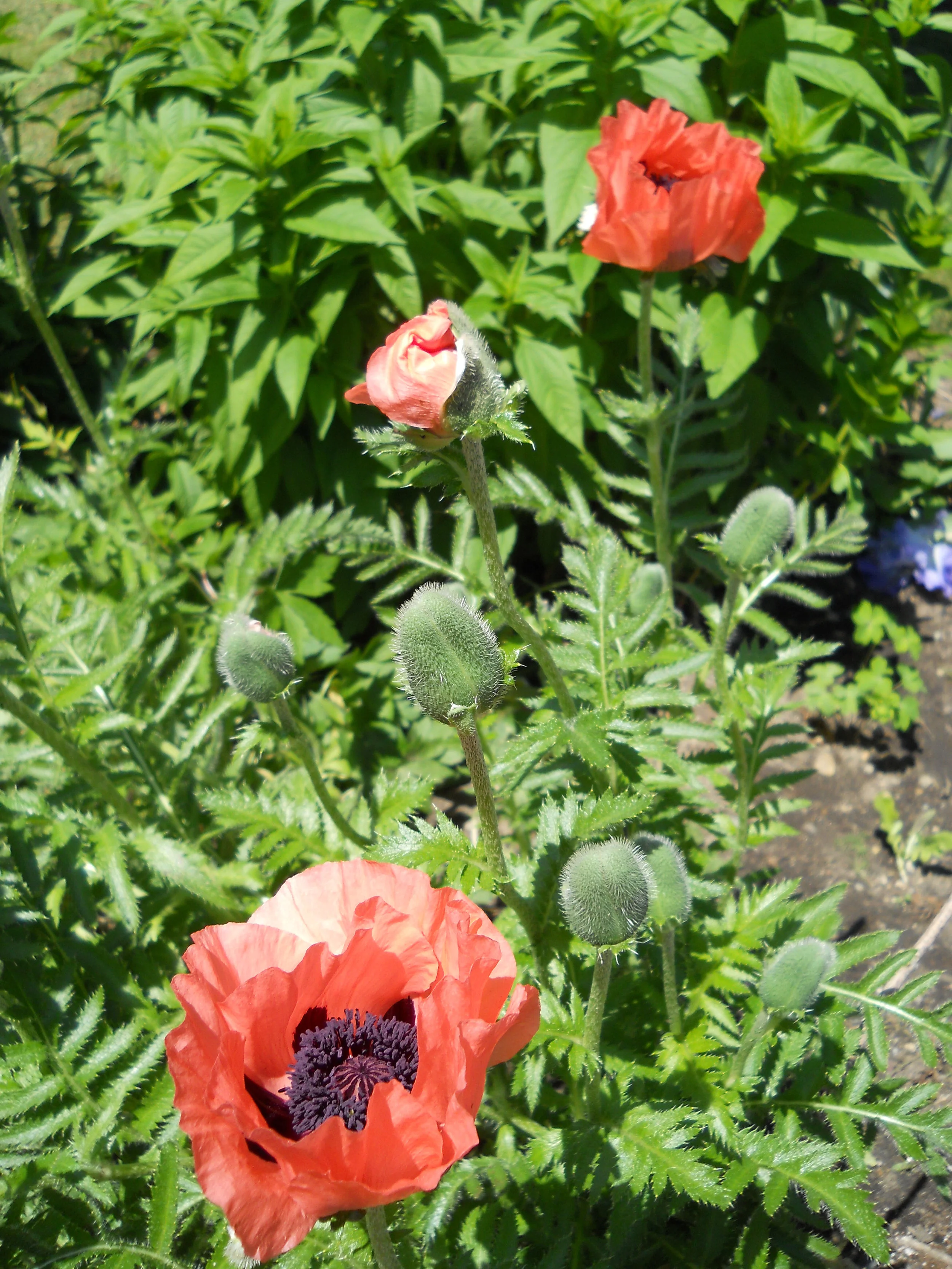 DSCN0672.jpg