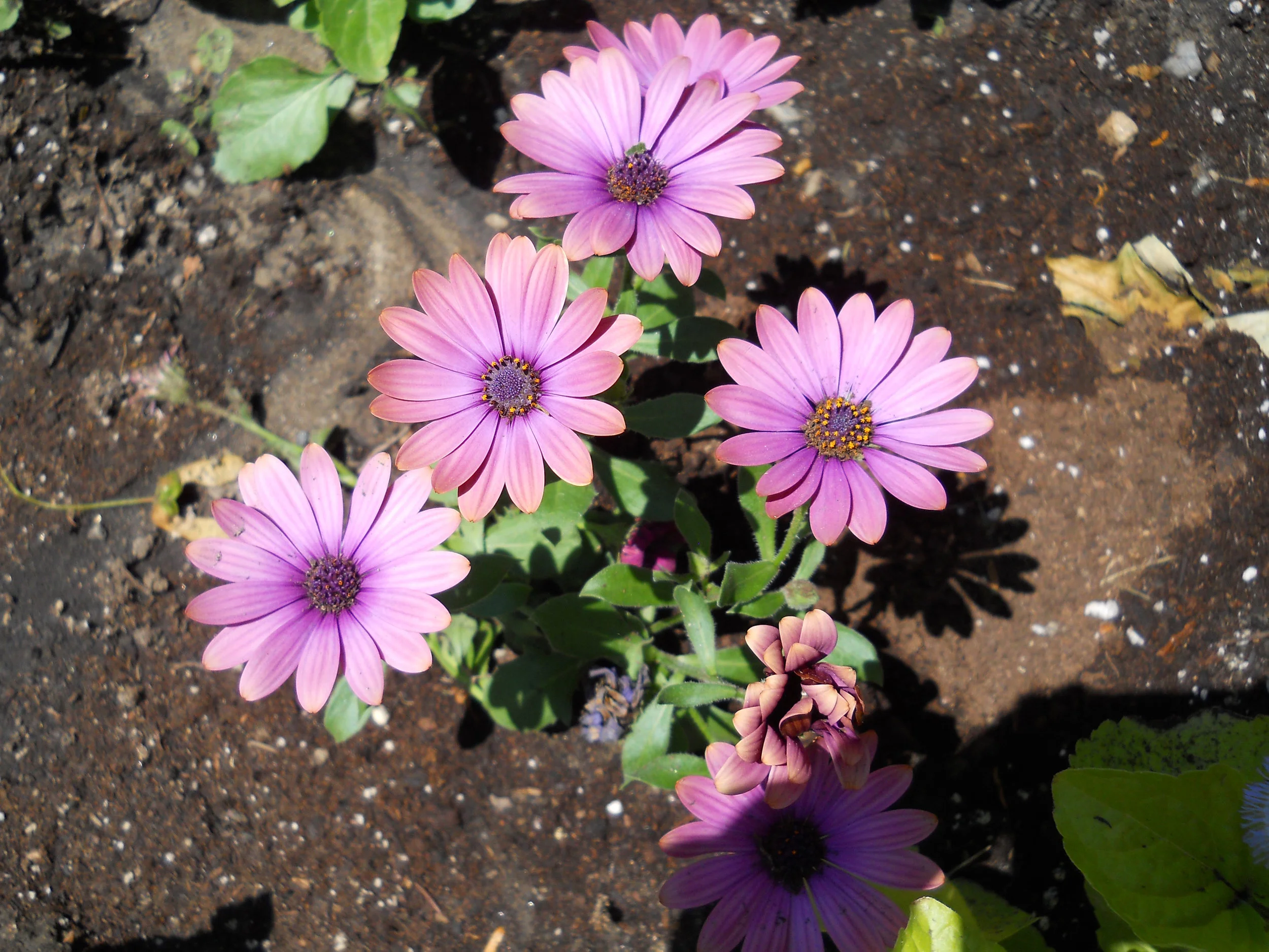 DSCN0674.jpg