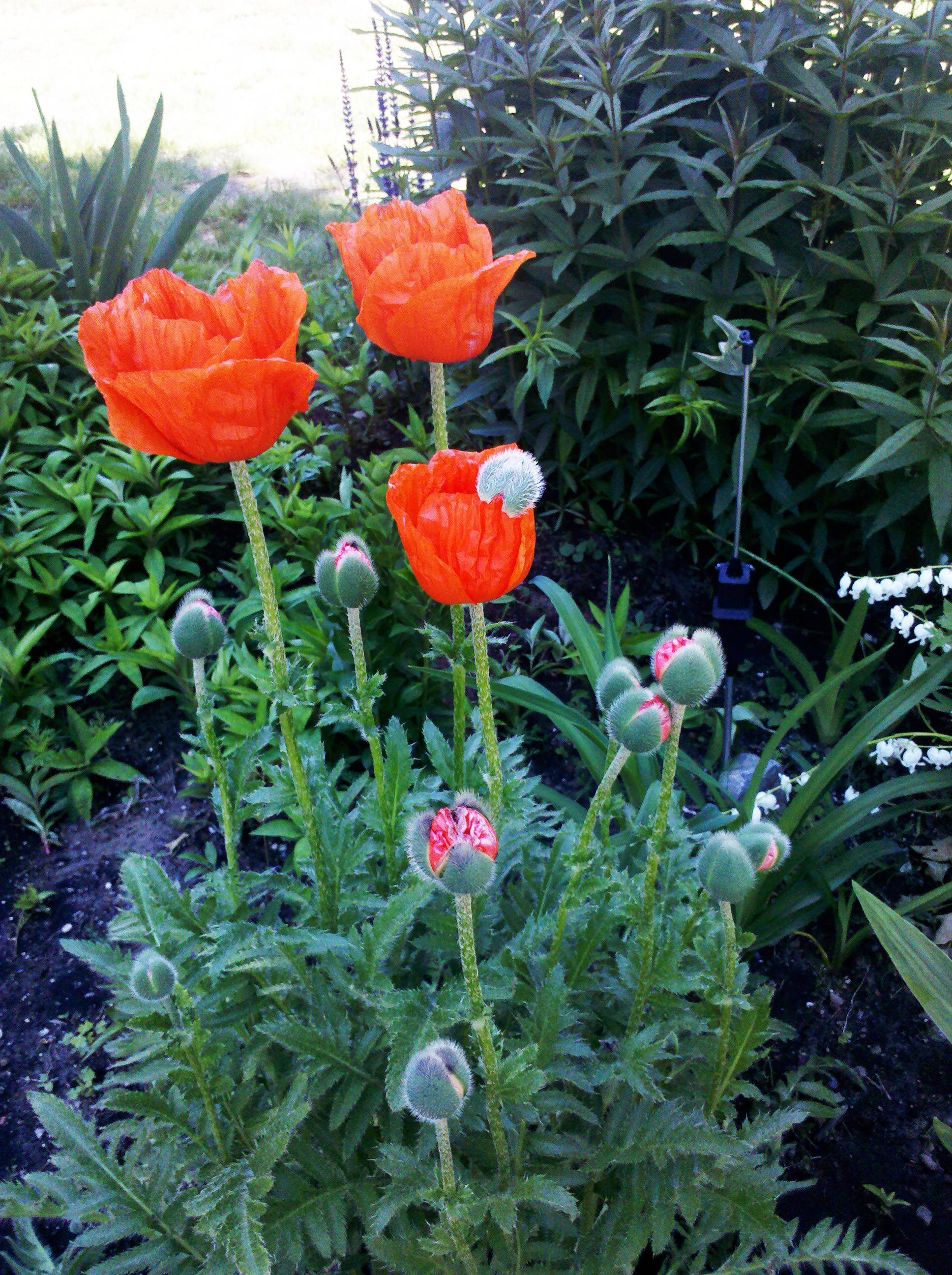 IMG_20110605_113227-adjust.jpg