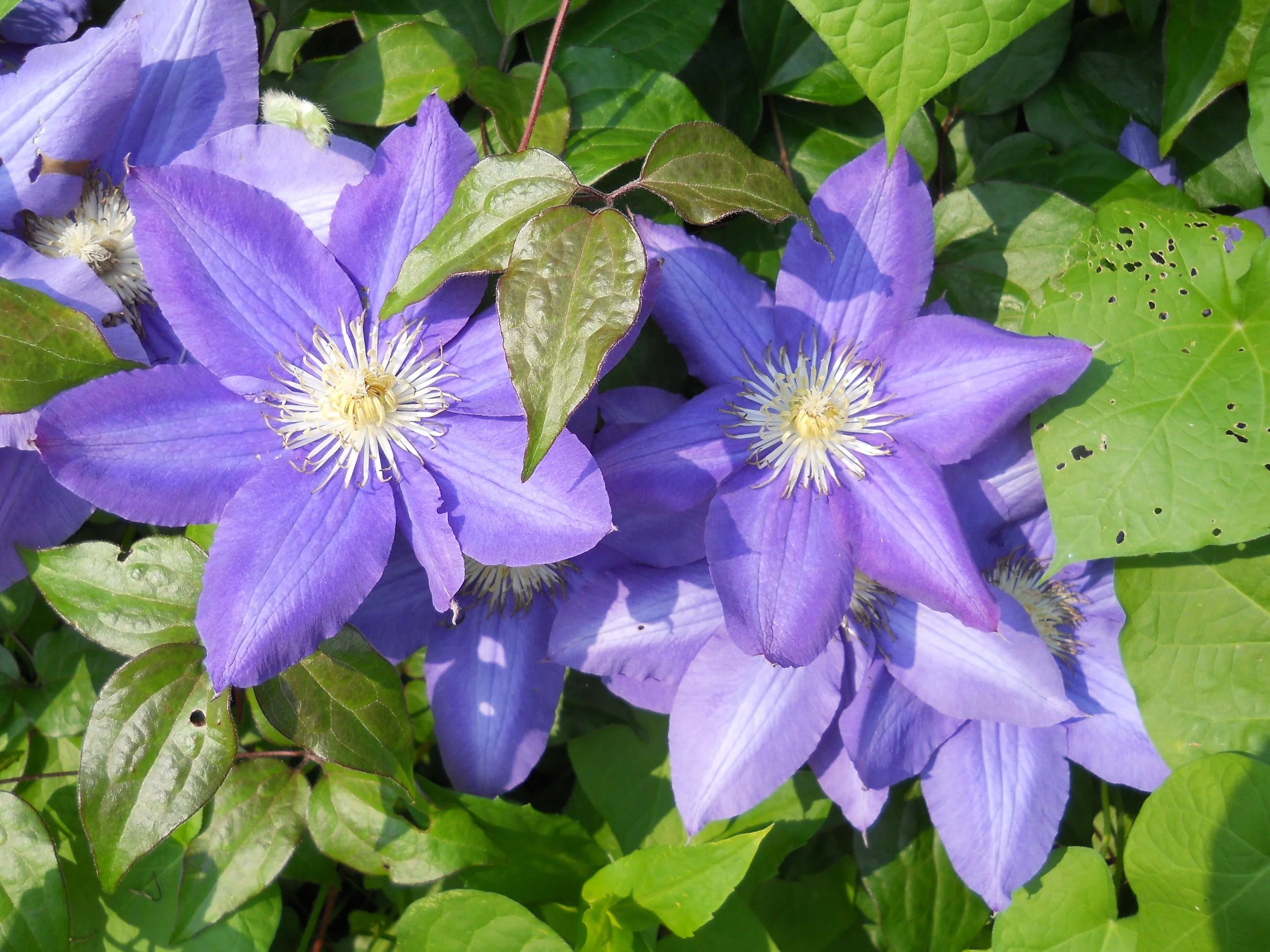 DSCN0730.jpg