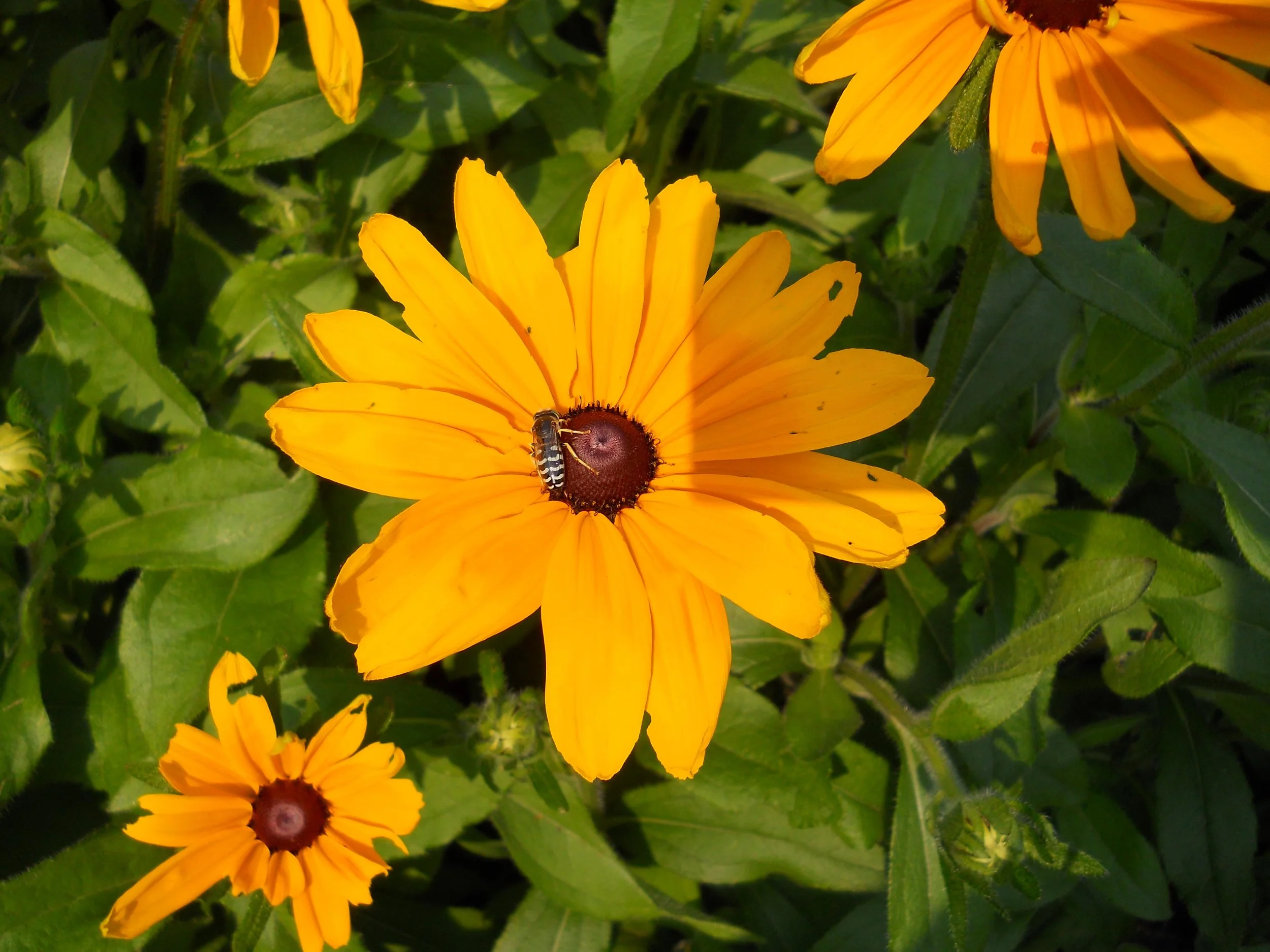 DSCN0739.jpg