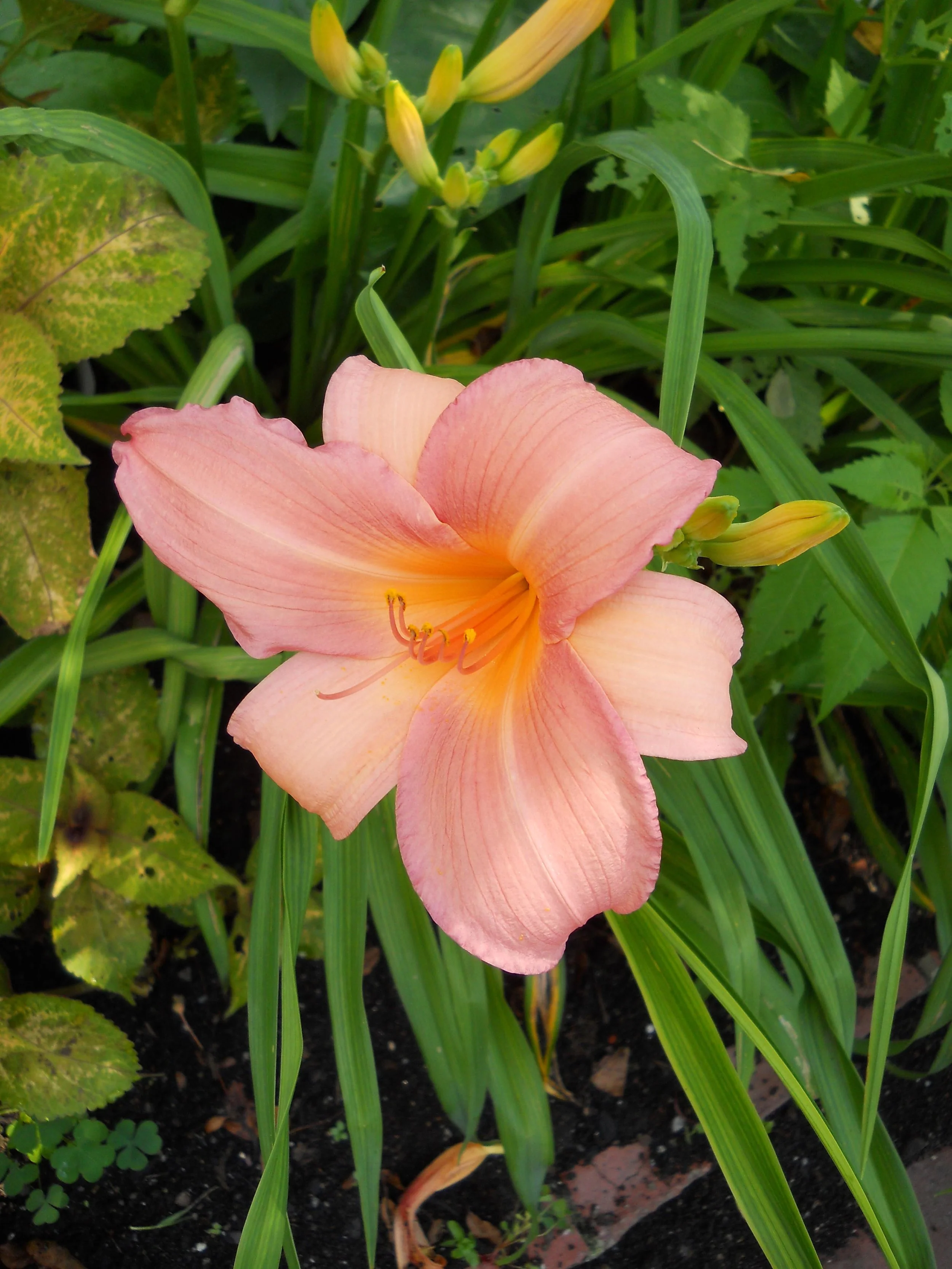 DSCN0760.jpg