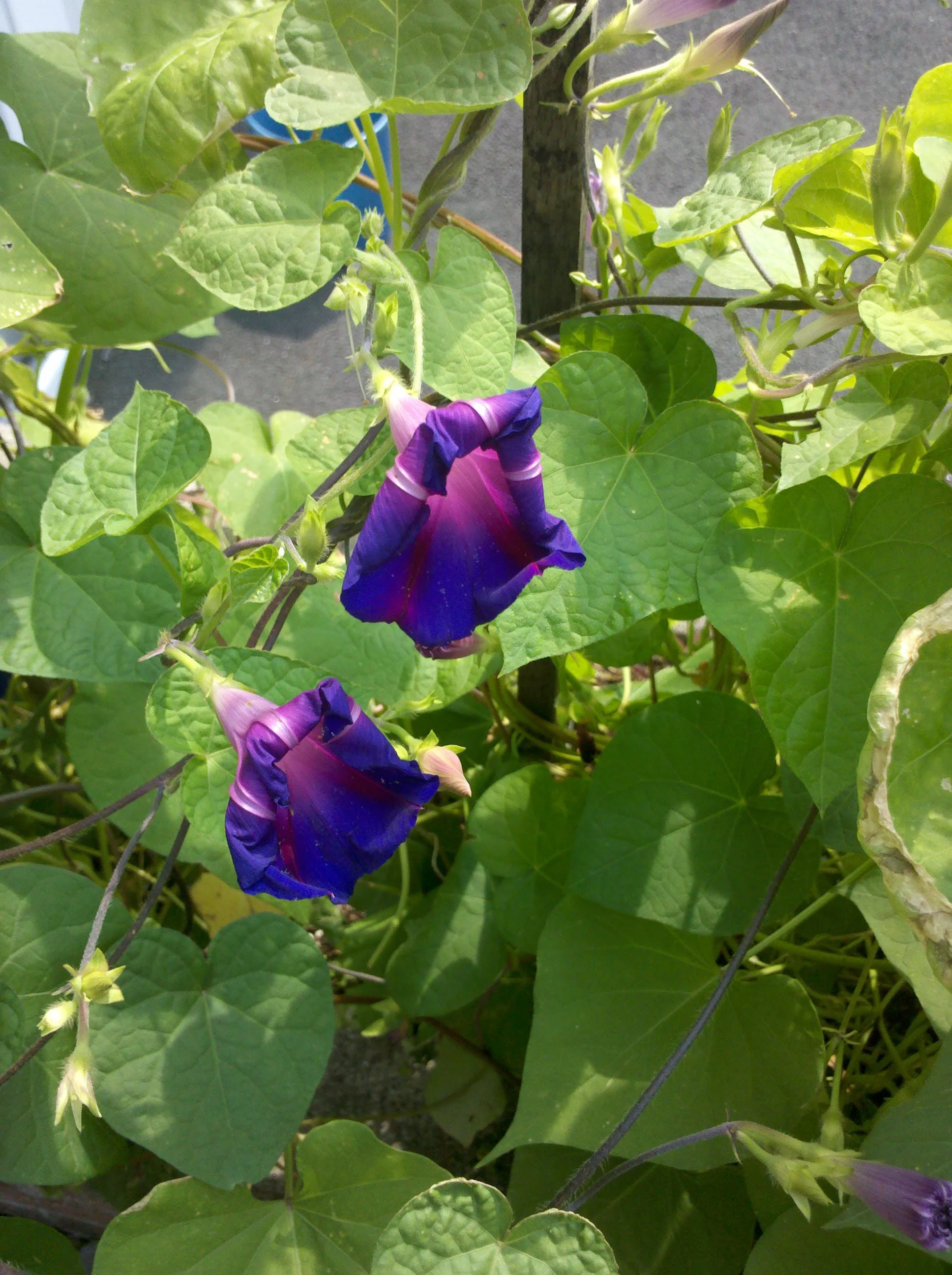 IMG_20110903_120714.jpg