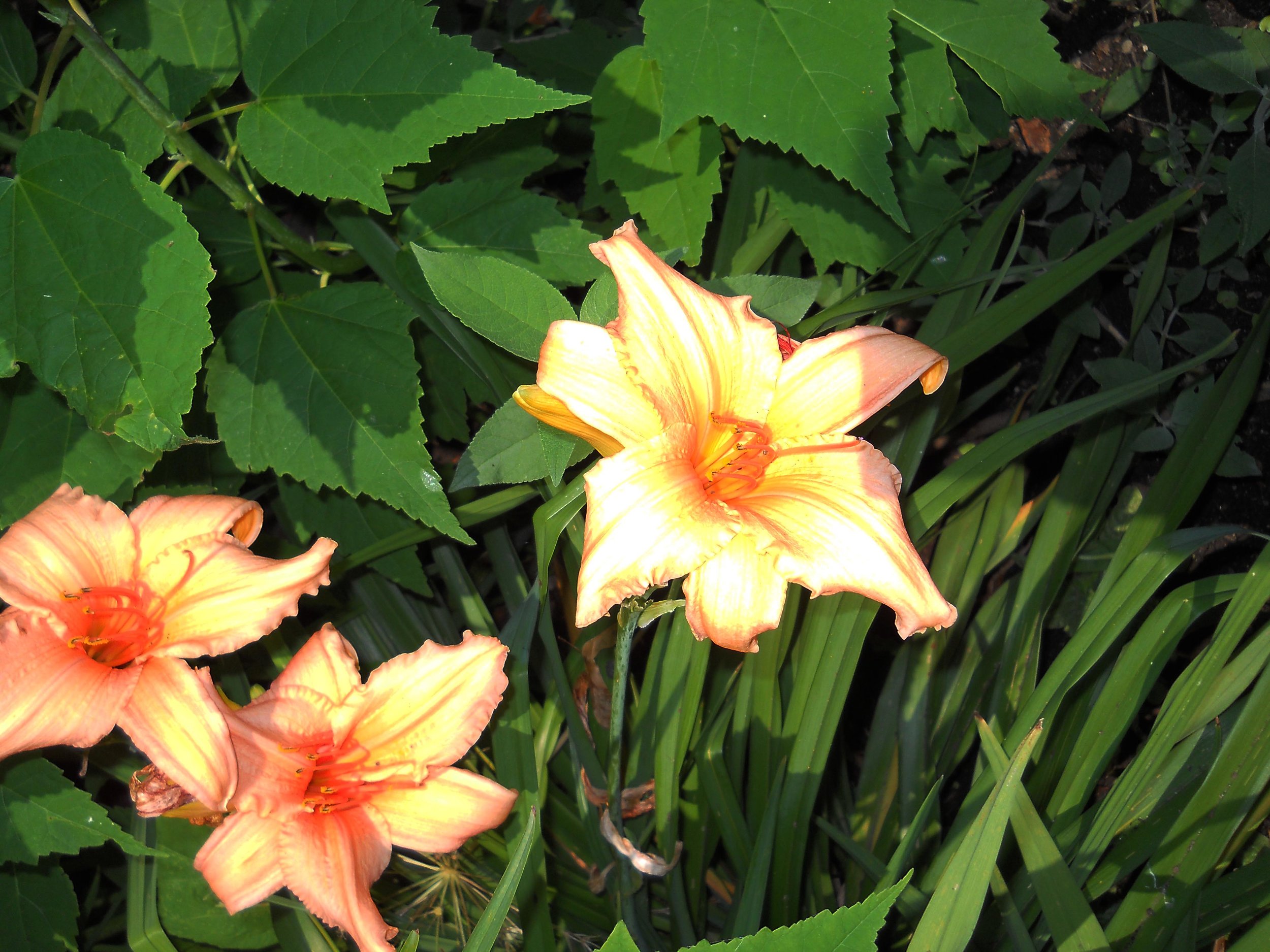 DSCN0758-adjust.jpg