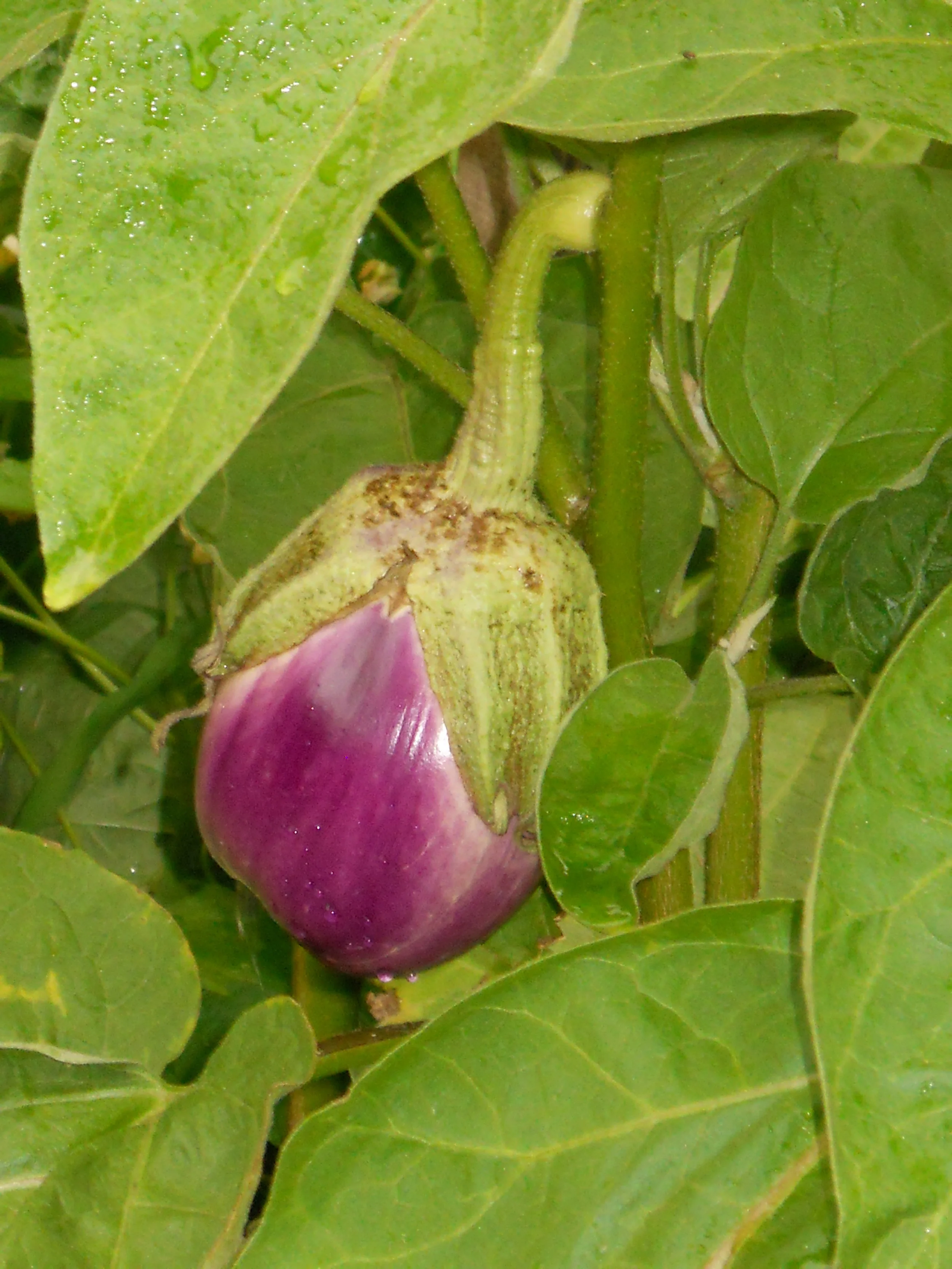 eggplant_08.14.11.JPG