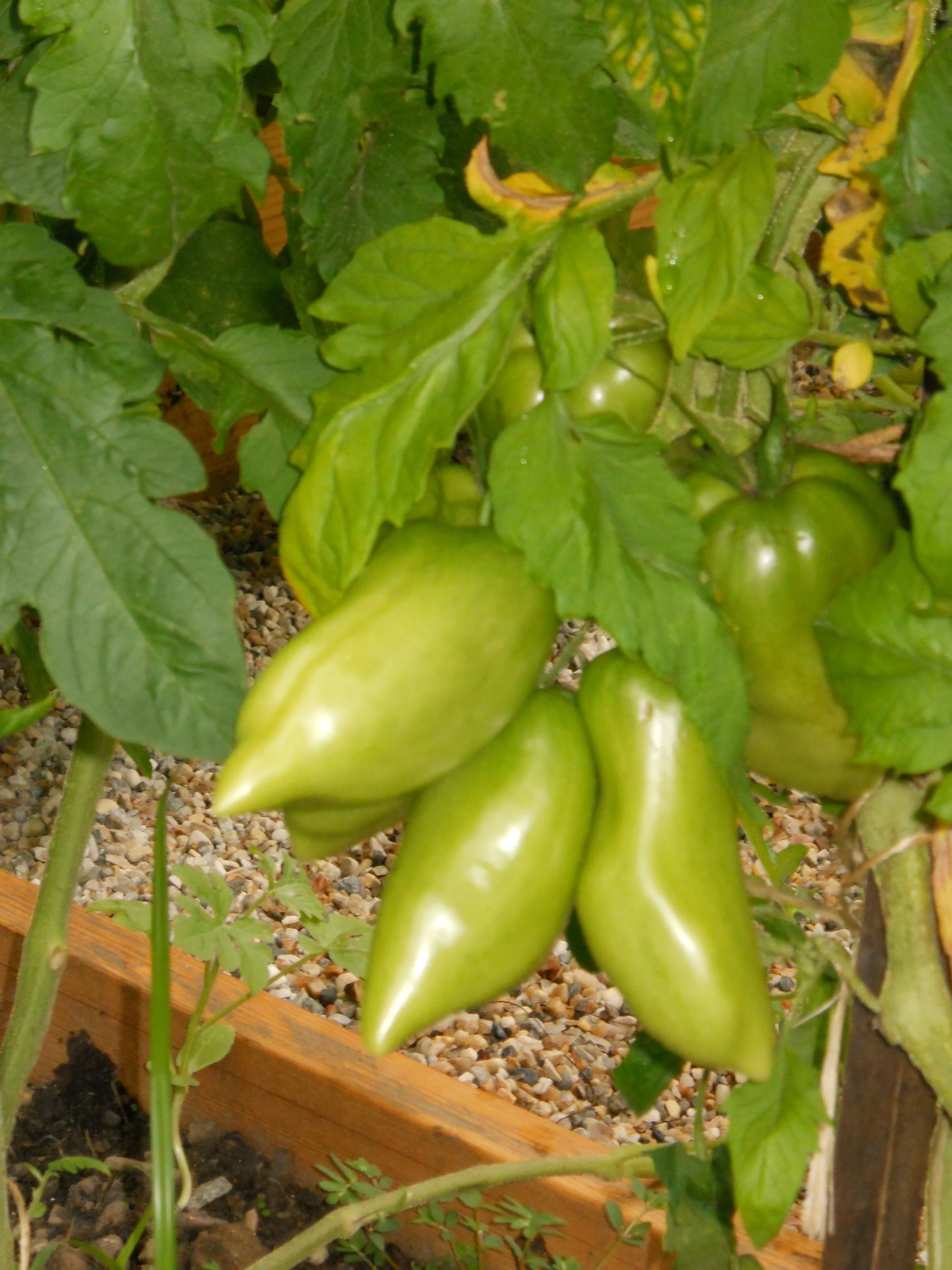 green_tomatoes_08.14.11.JPG