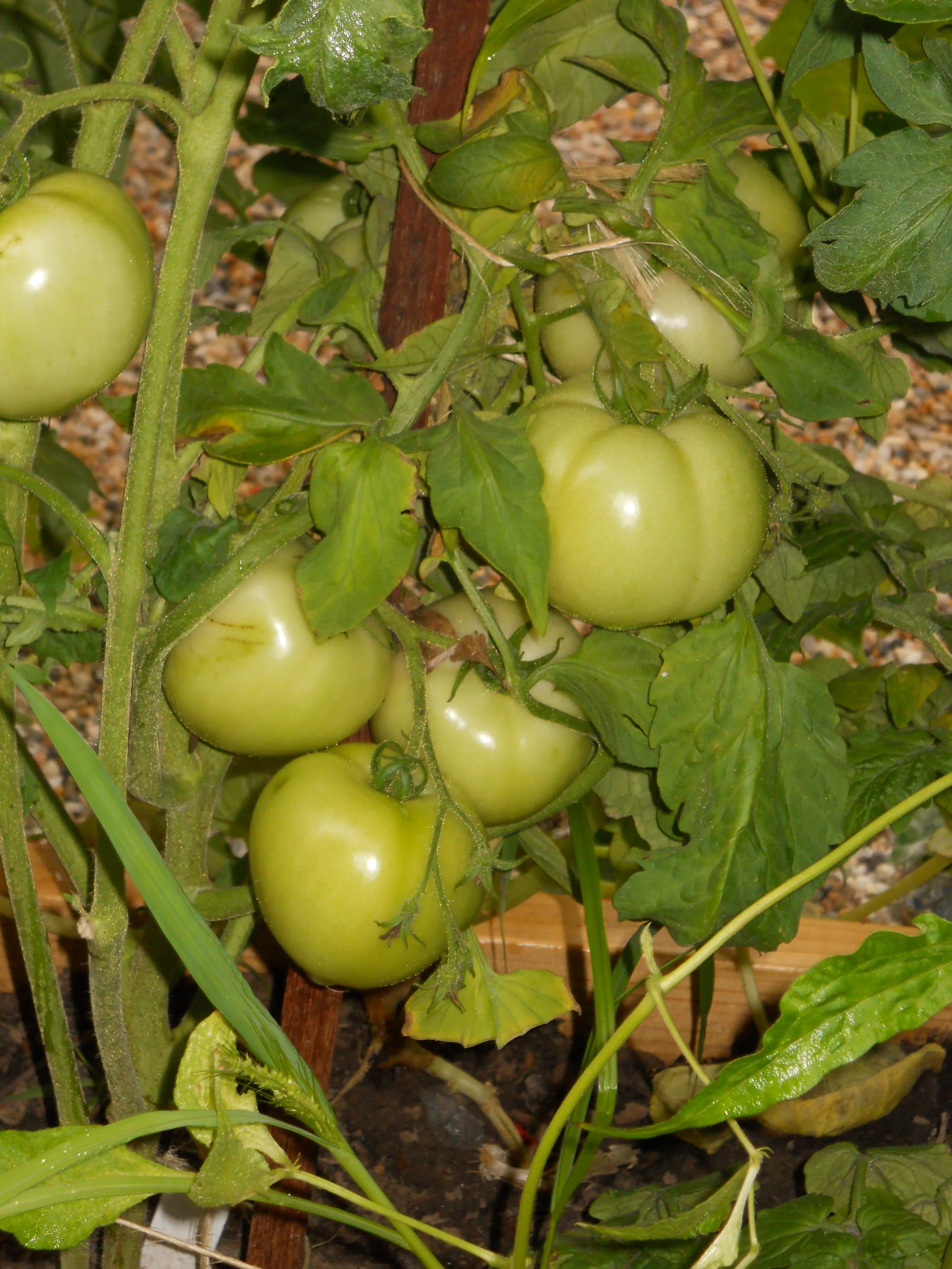 green_tomatoes2_08.14.11.JPG
