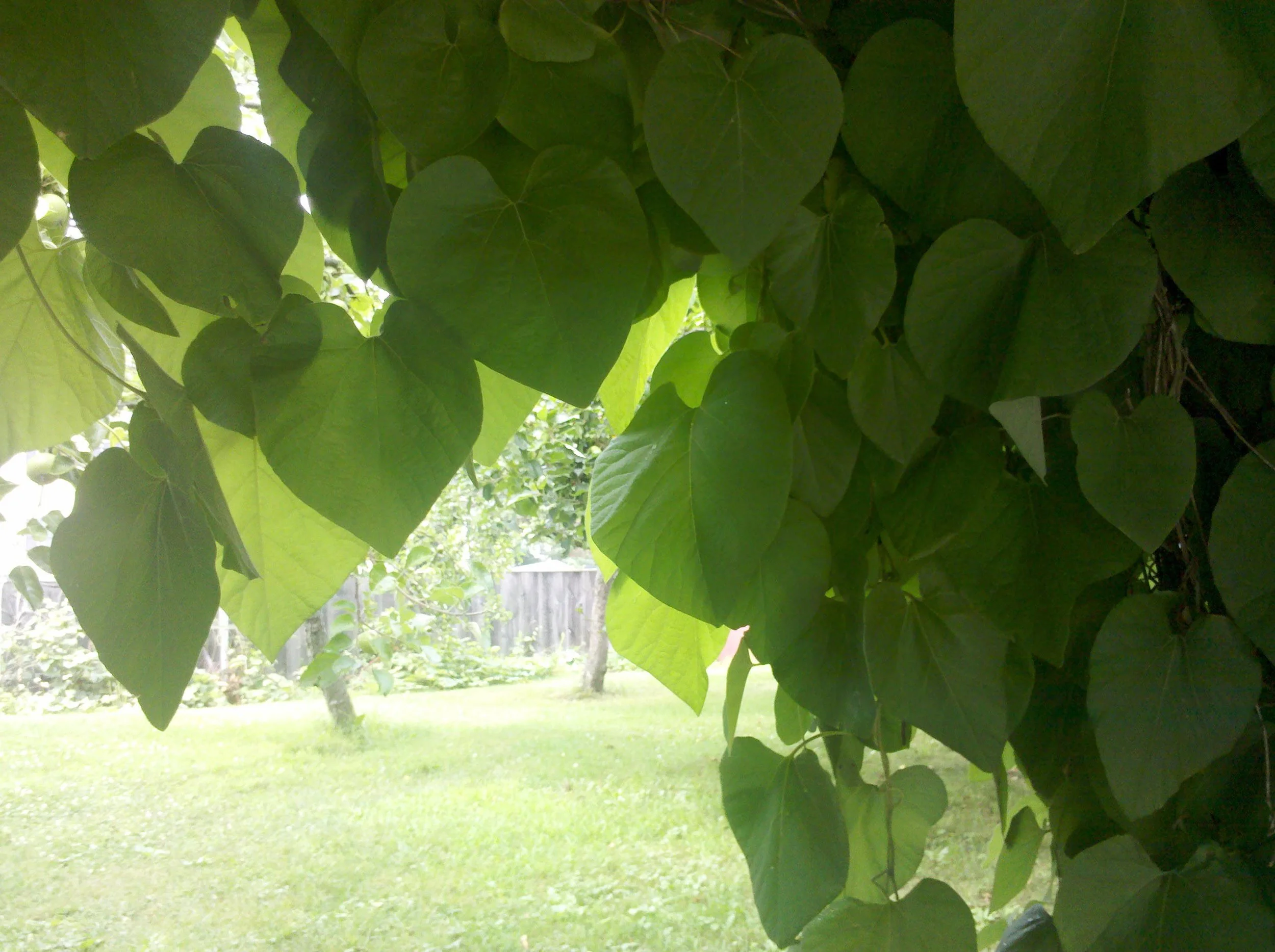 IMG_20110718_151906.jpg