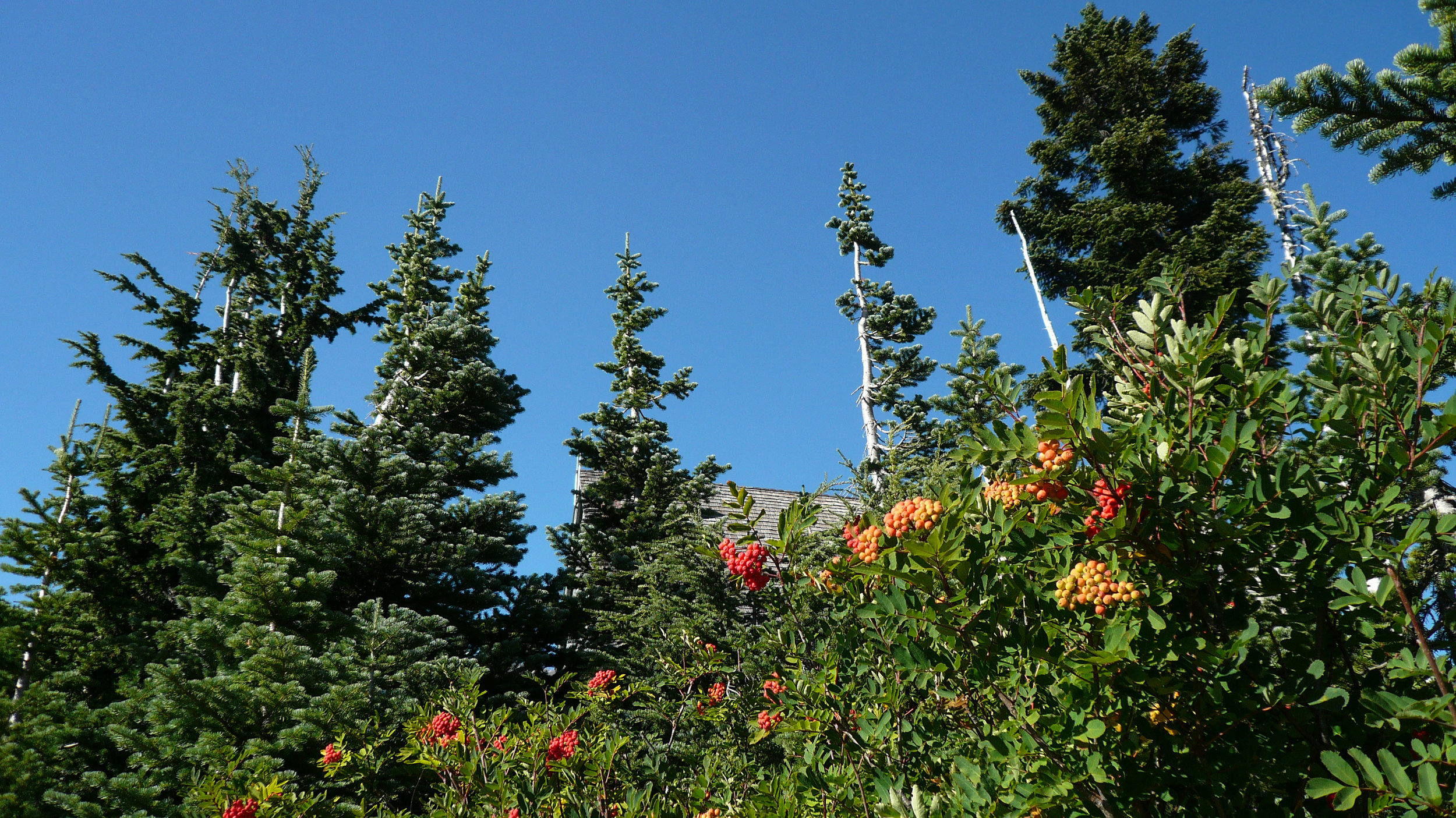 P1080817.jpg