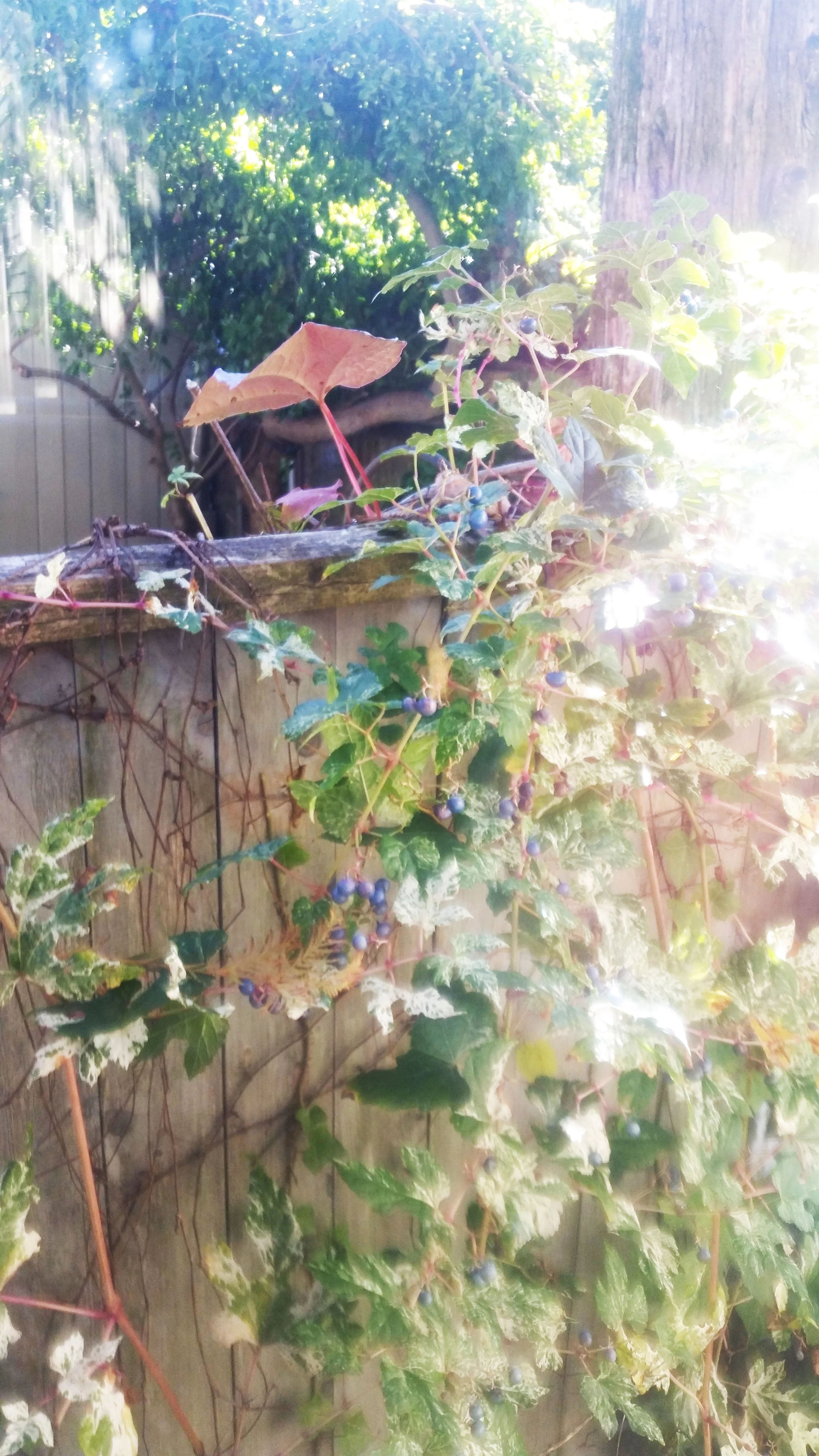 20141103_100257-adjust.jpg
