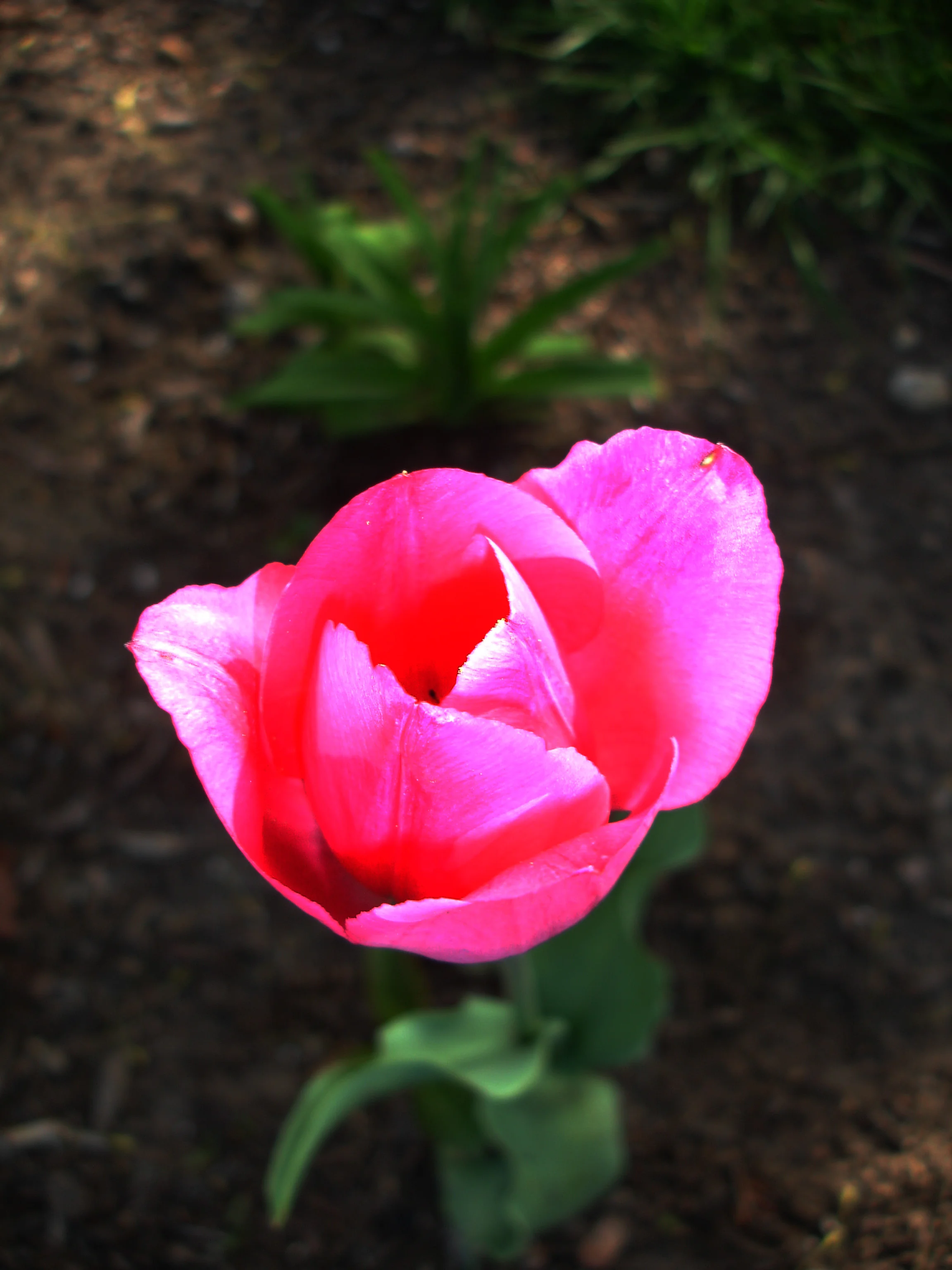 Pink Flower