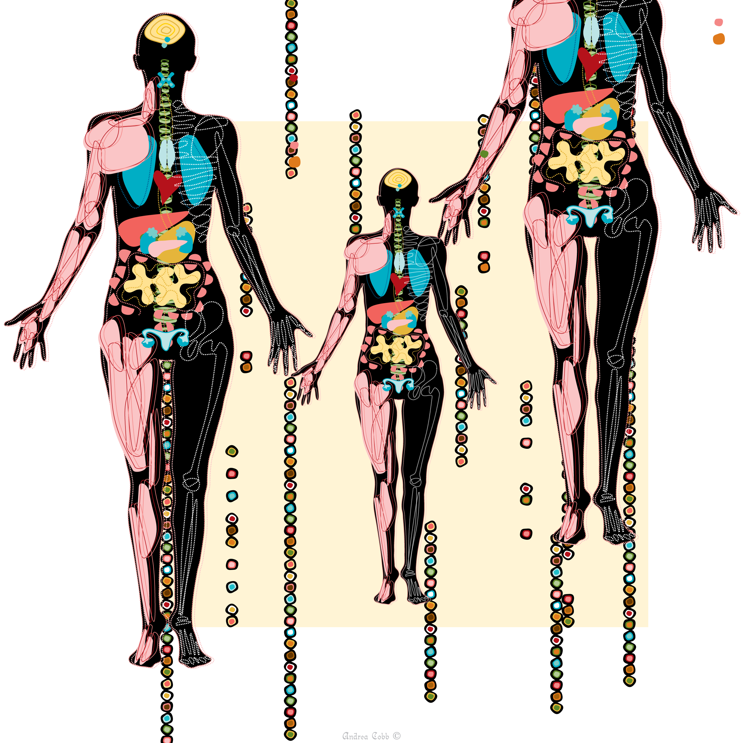 The Body