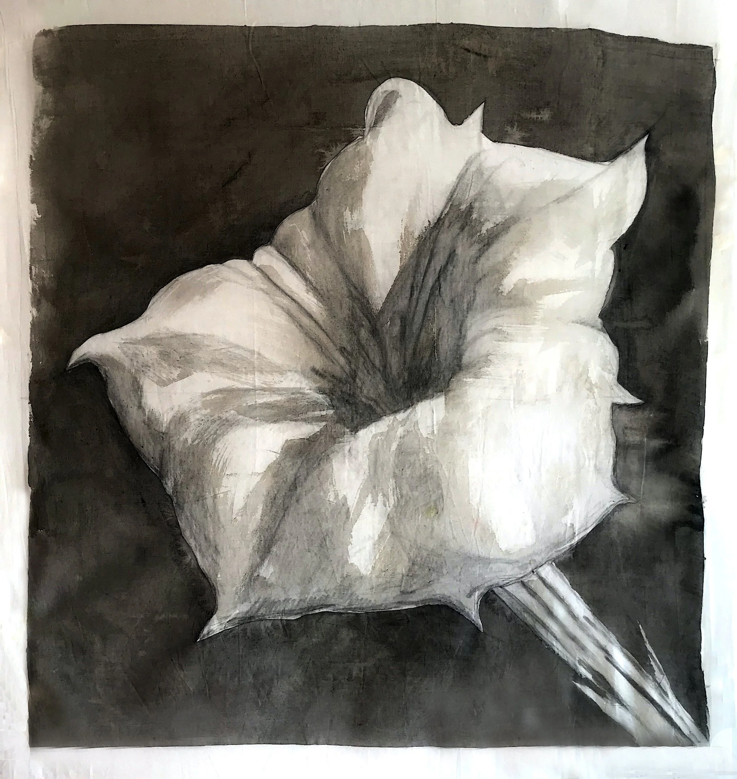 jimsonweed to print.jpg