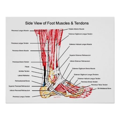 The Skinny on Splints