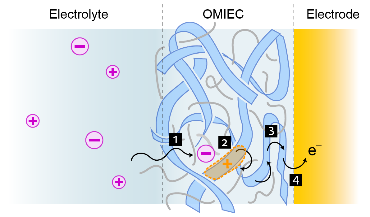 Organic mixed ionic–electronic conductors review in Nature Materials