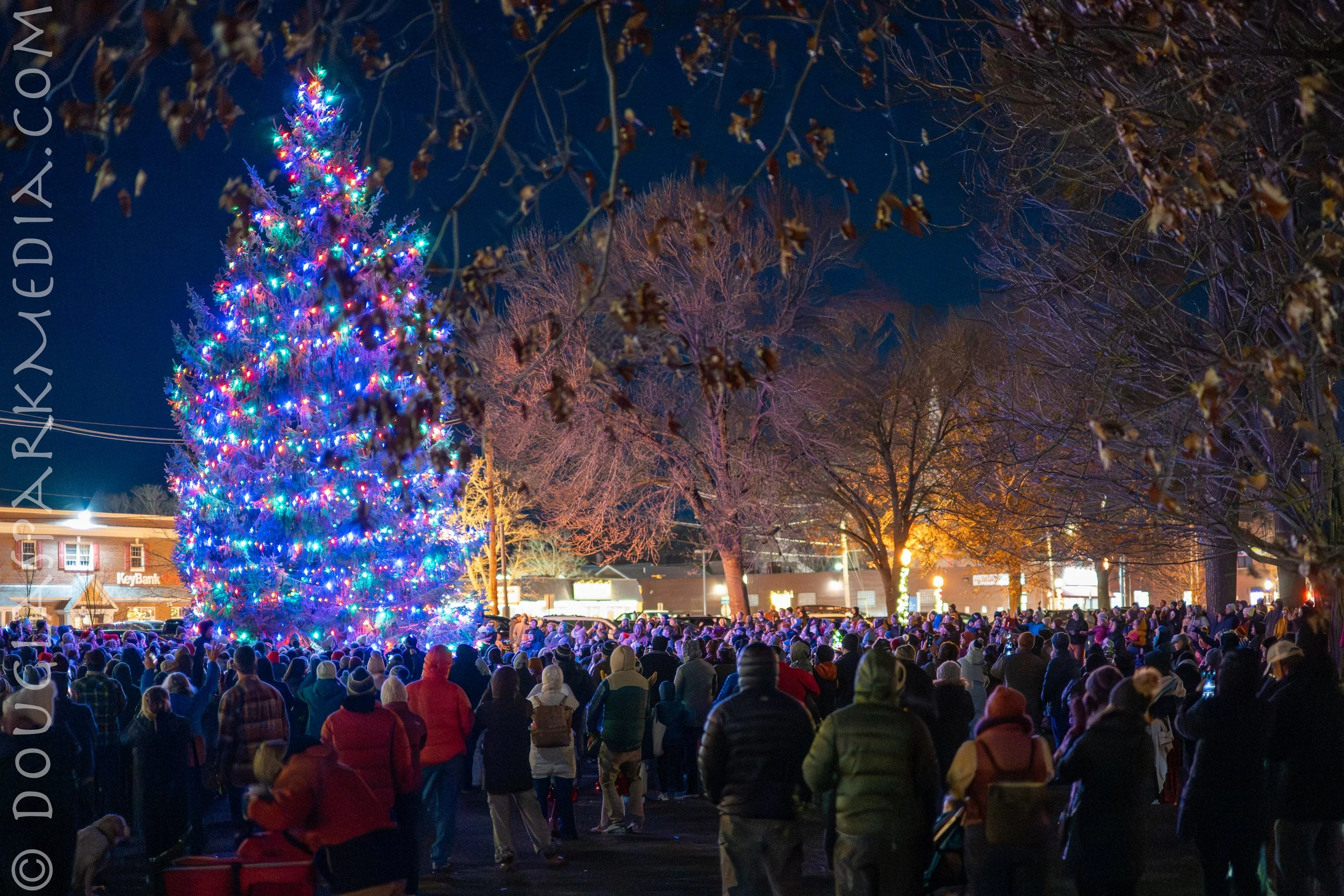 Tree-80.jpg