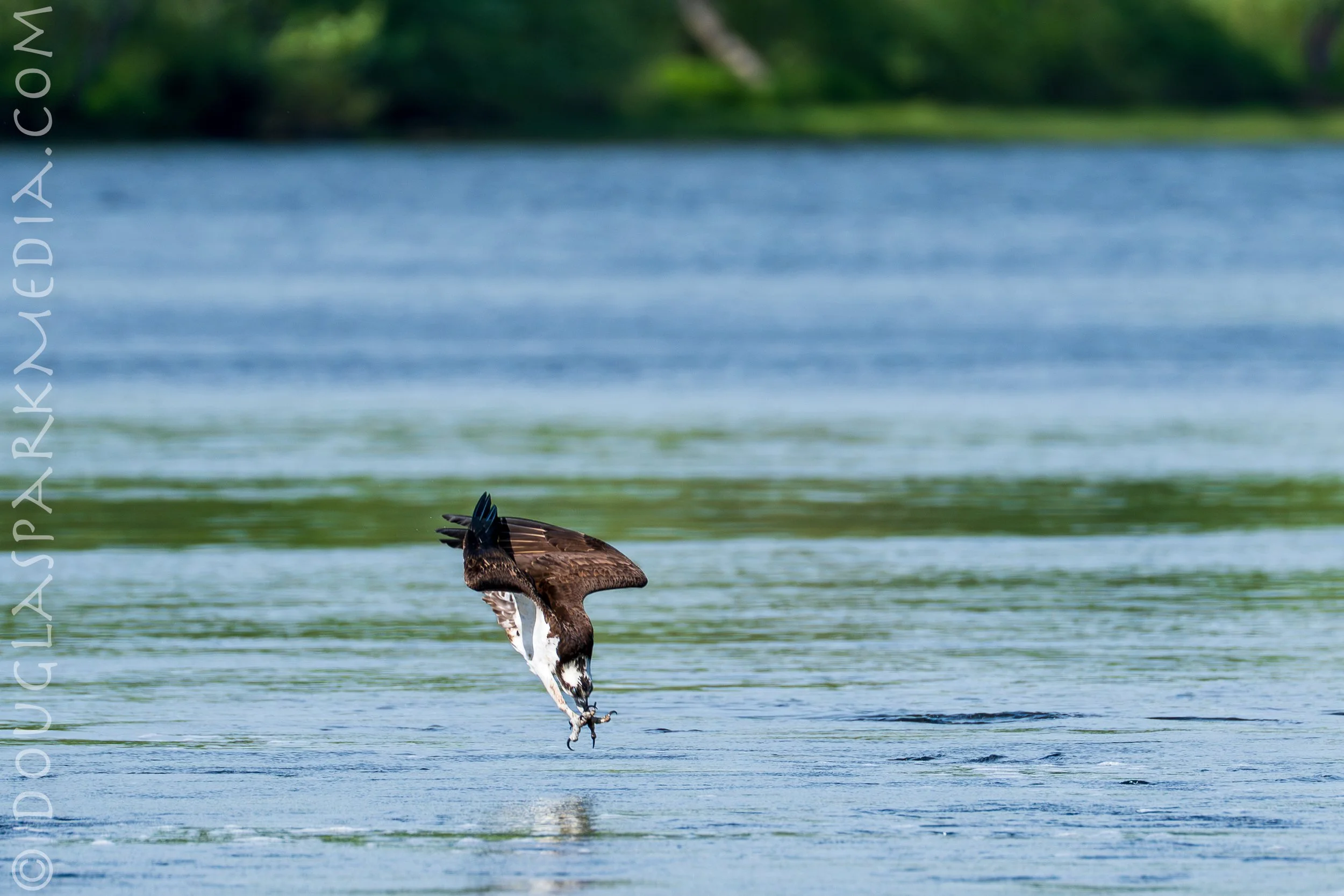 osprey-2.jpg