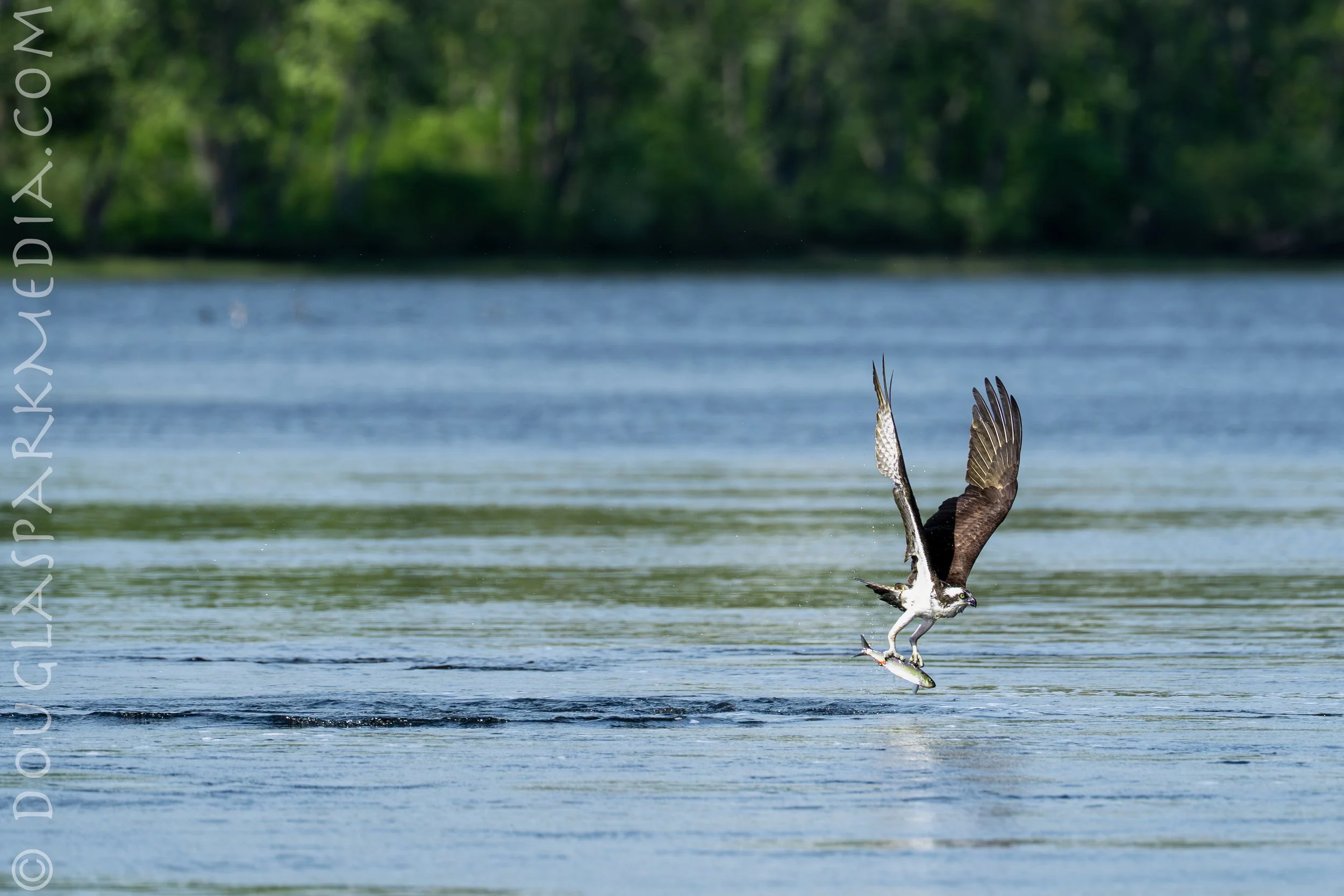 osprey-4.jpg