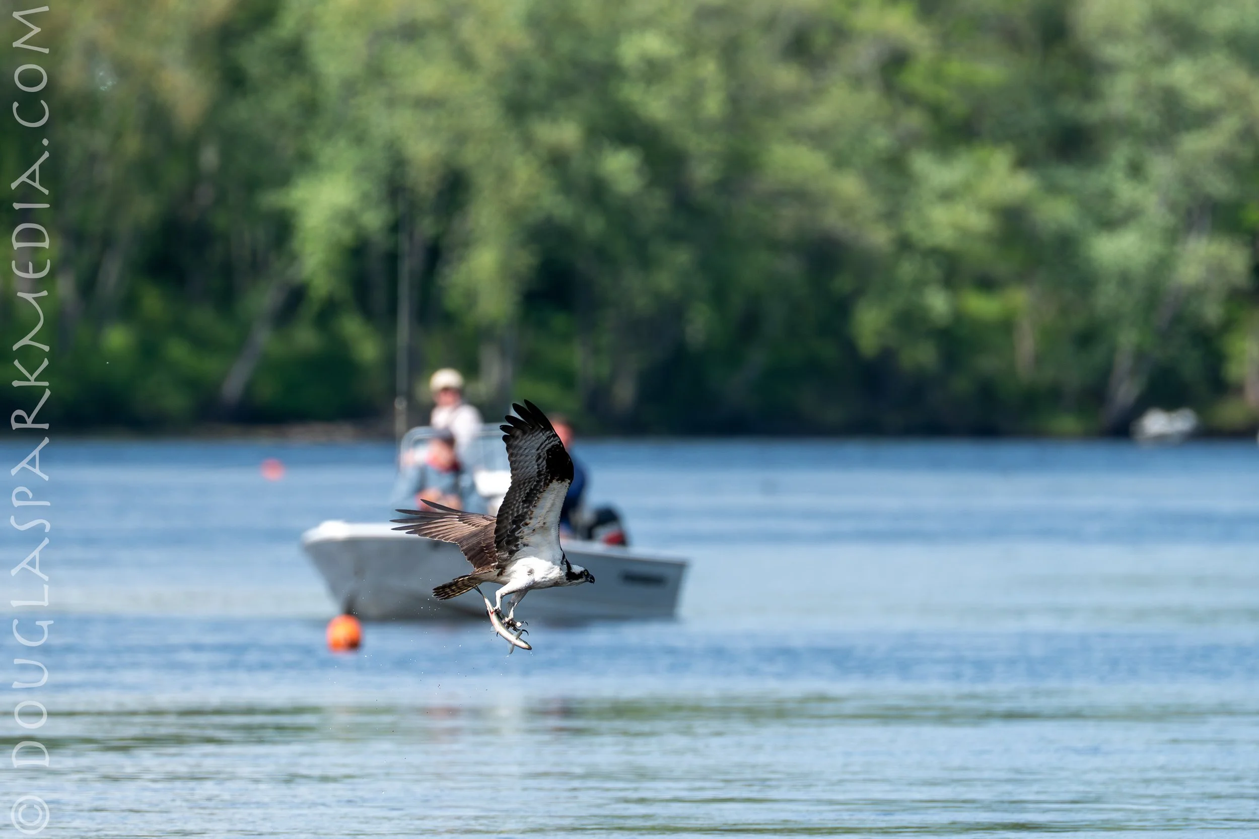 osprey-5.jpg