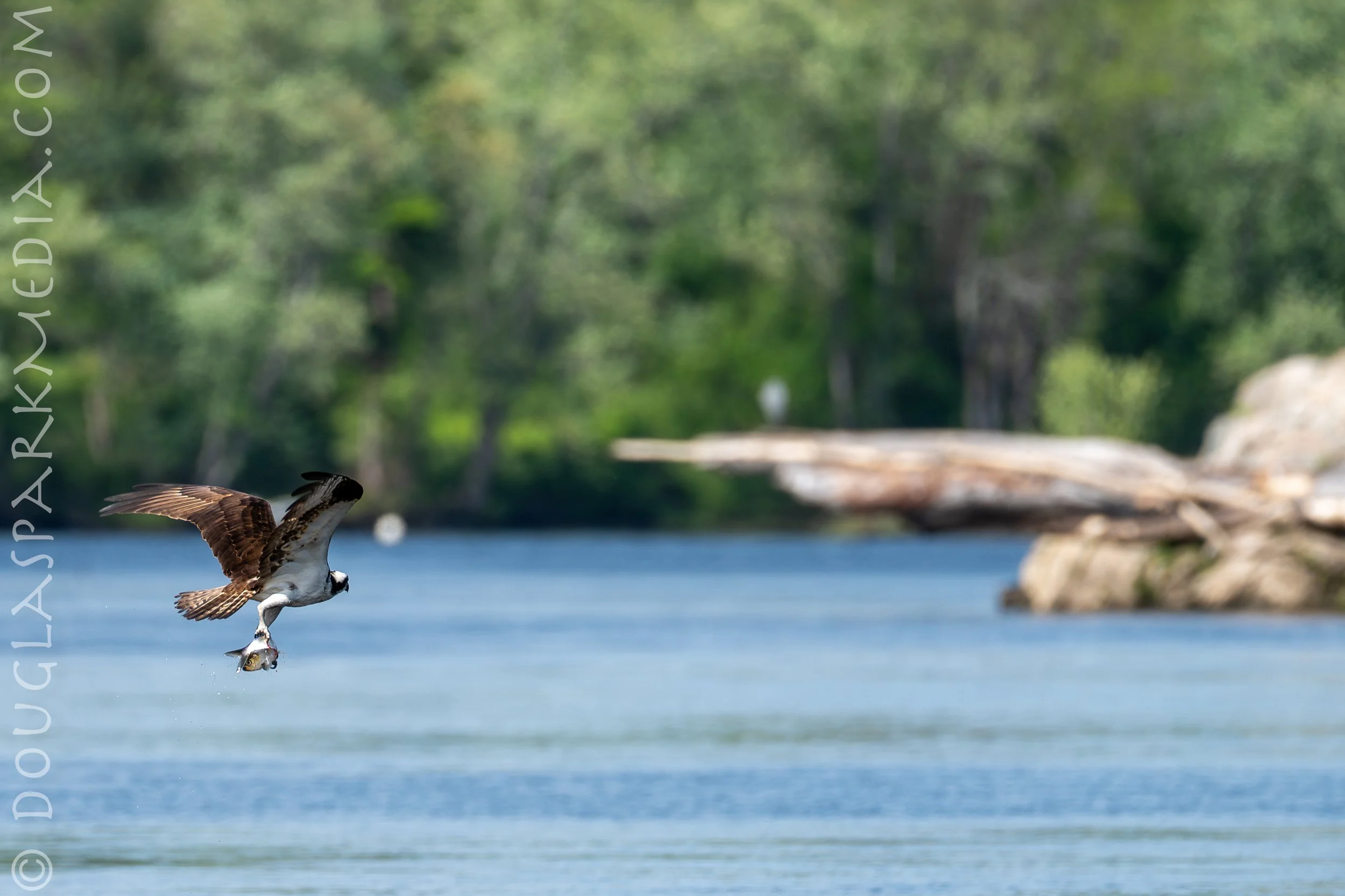 osprey-7.jpg