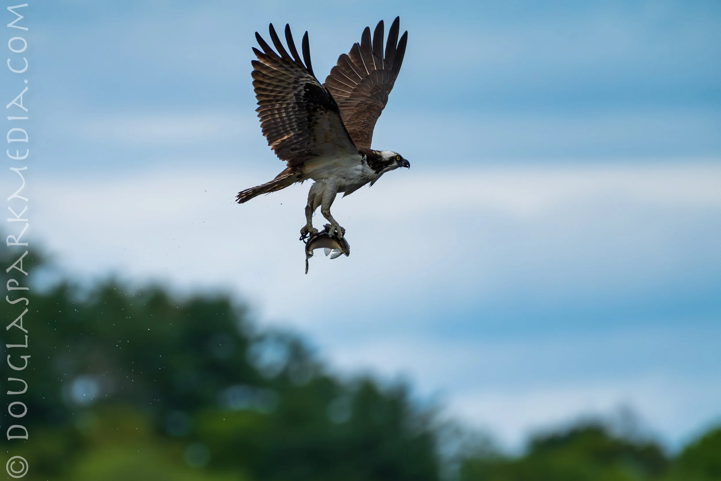 osprey-8.jpg