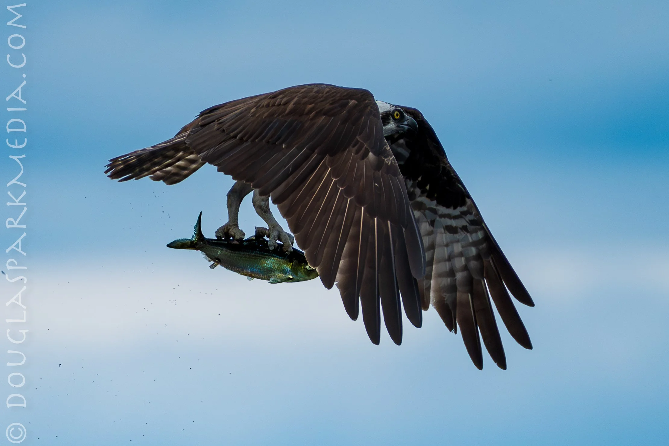 osprey-10.jpg