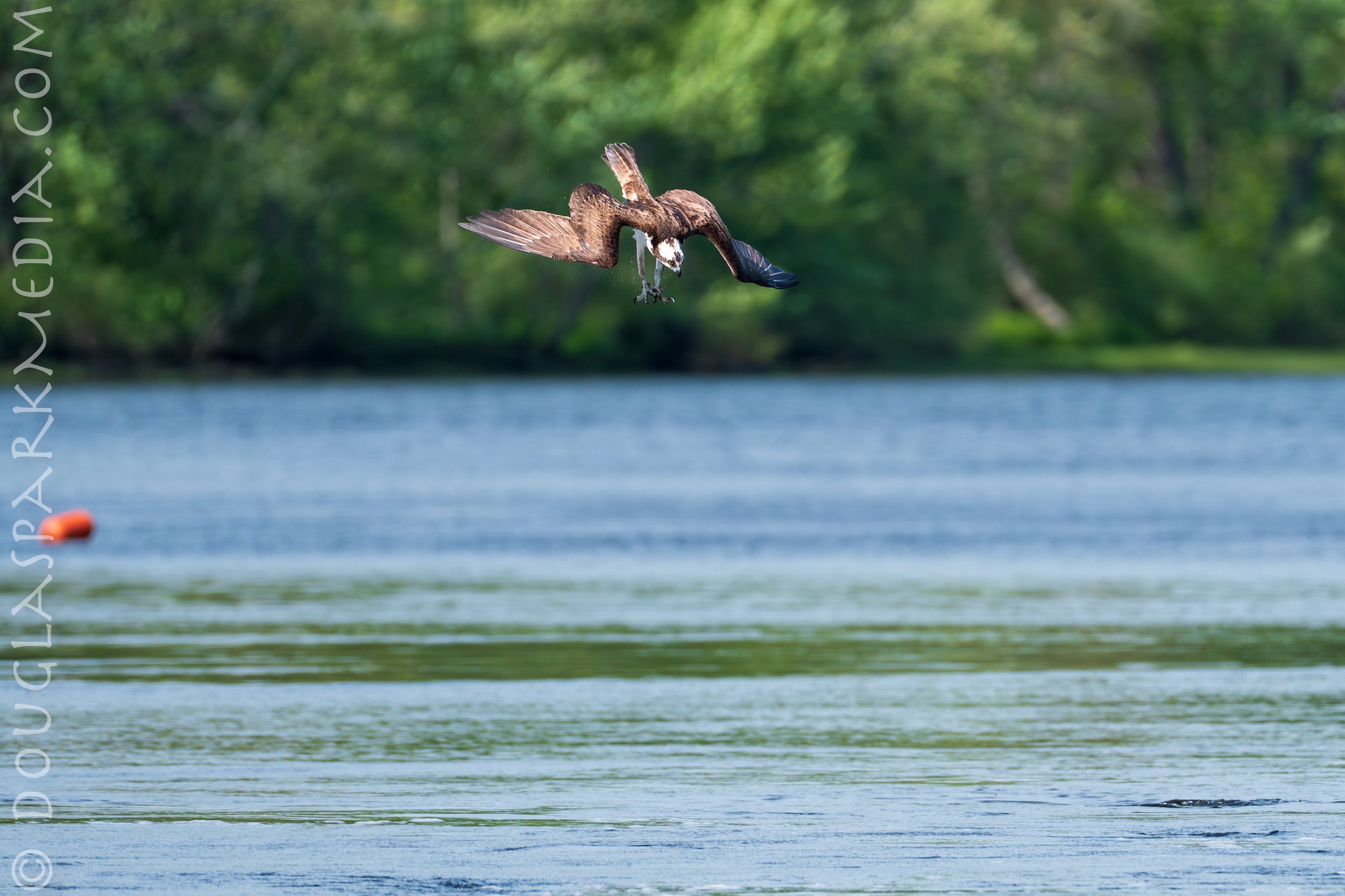 osprey.jpg