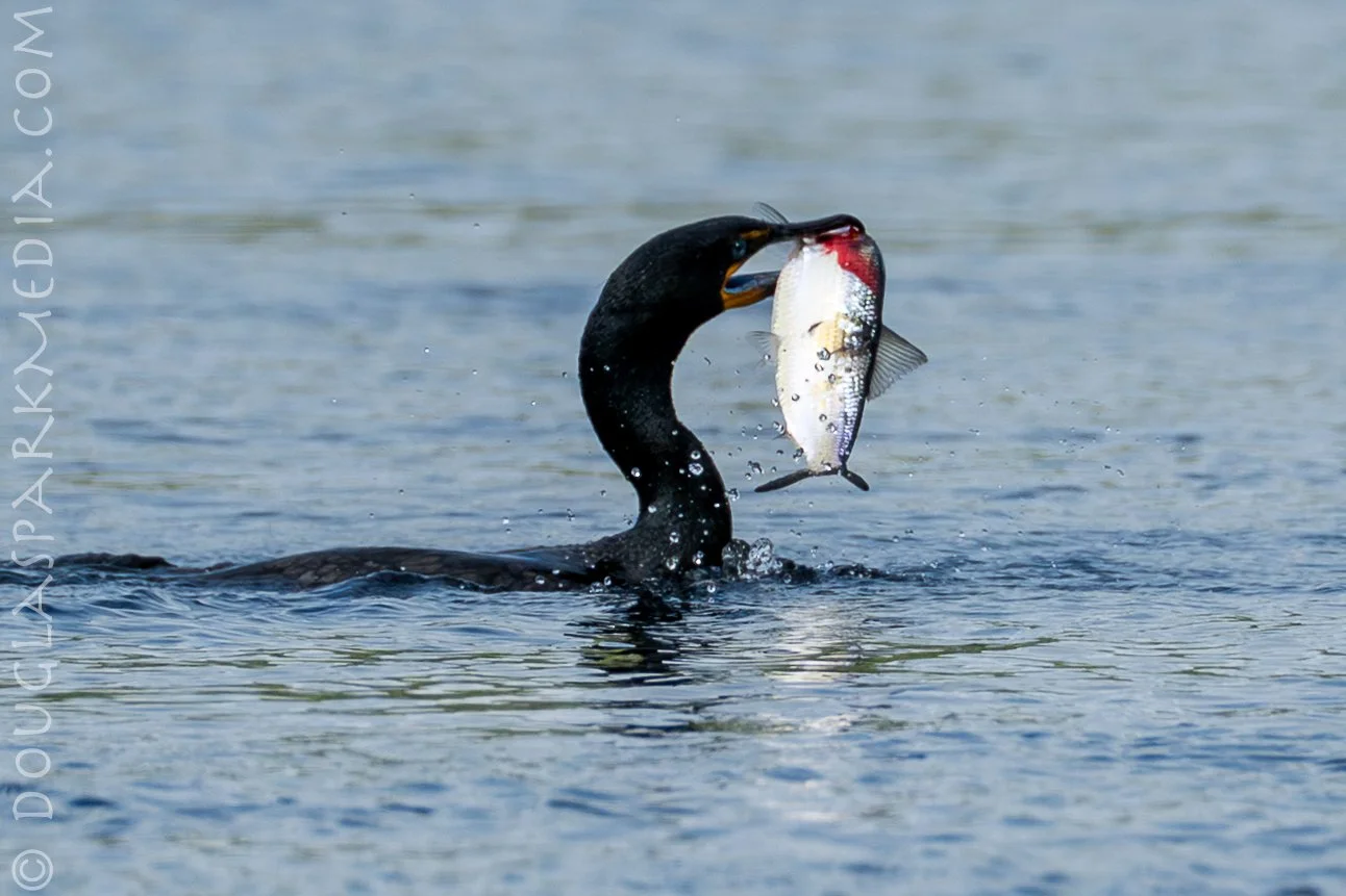 shag shad-6.jpg
