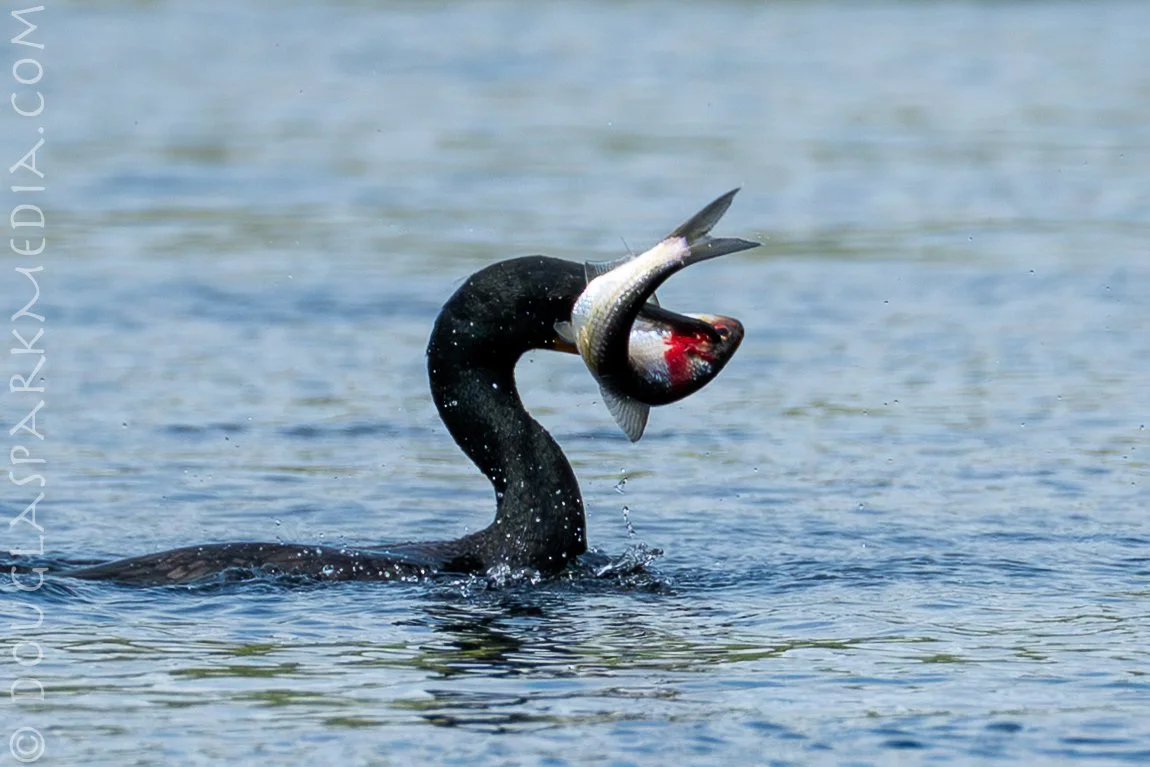 shag shad-7.jpg