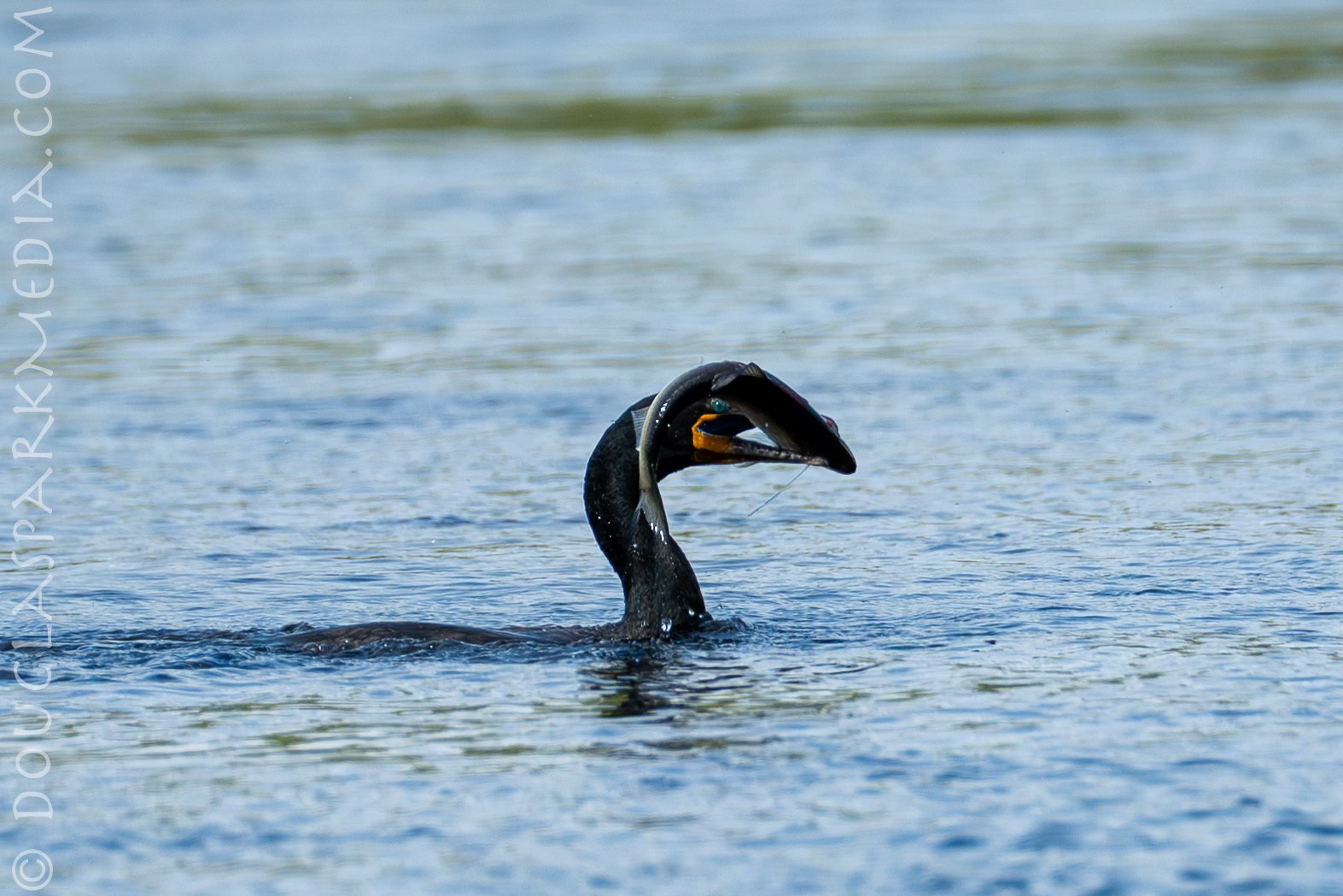shag shad-8.jpg