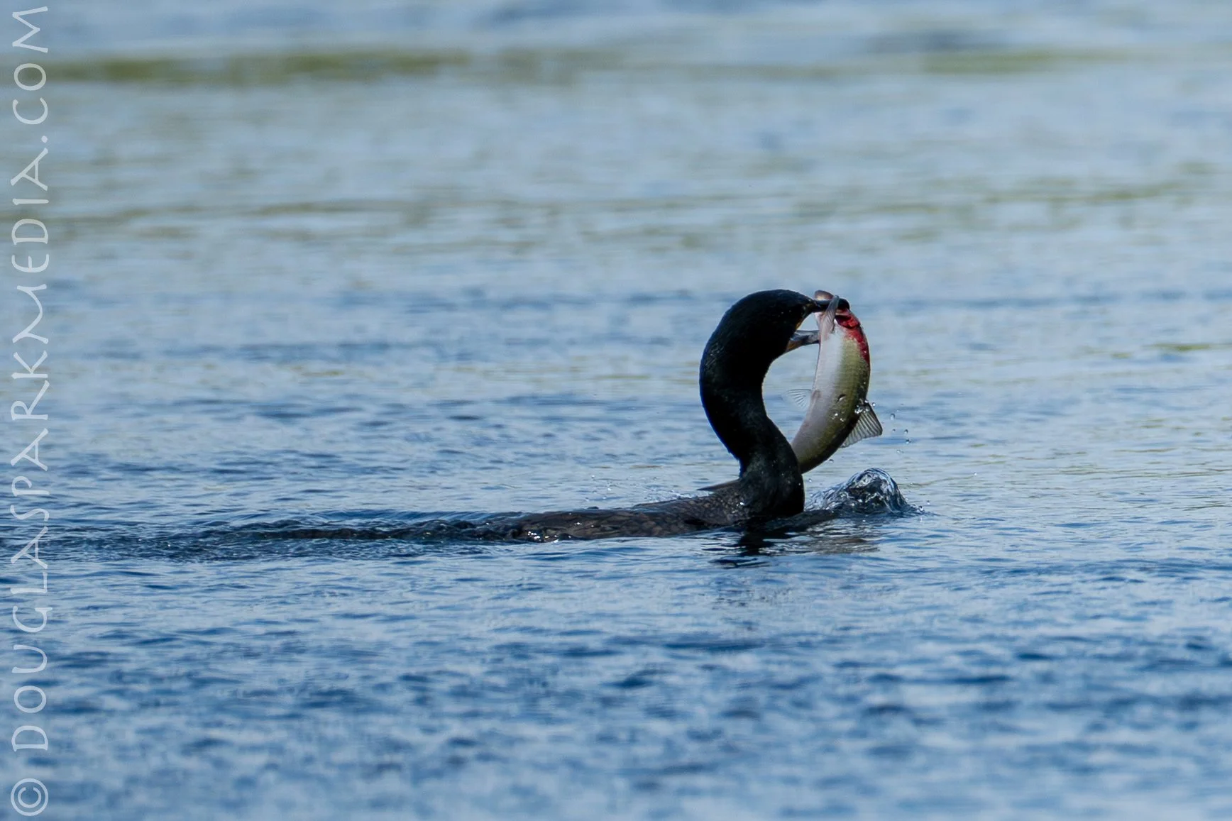 shag shad-9.jpg