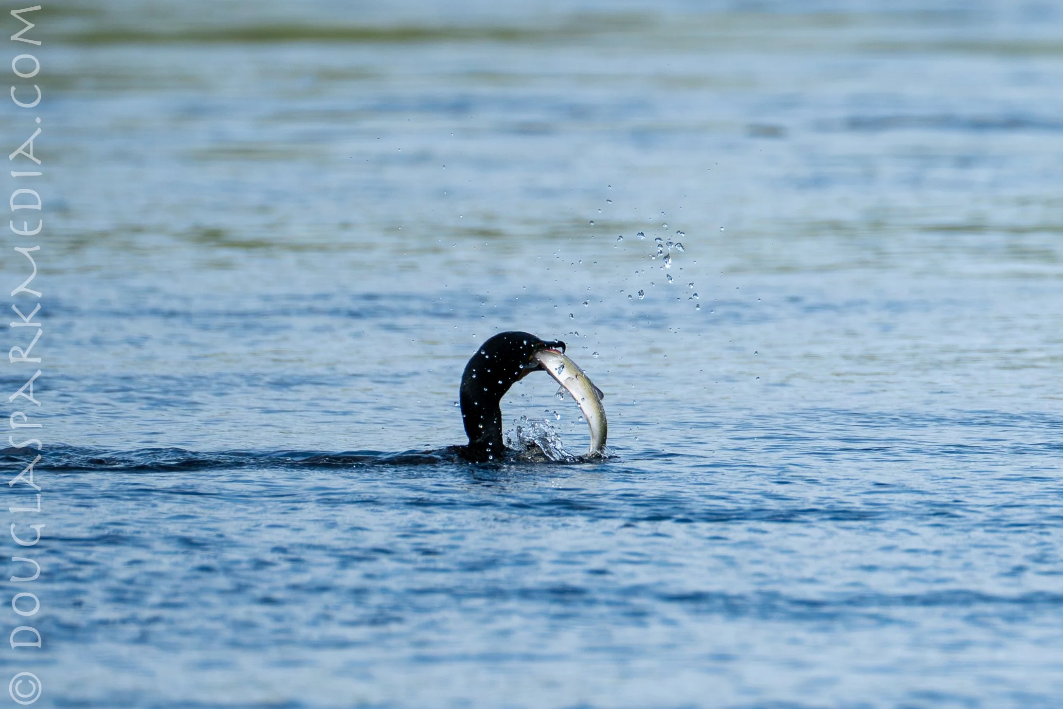 shag shad-10.jpg