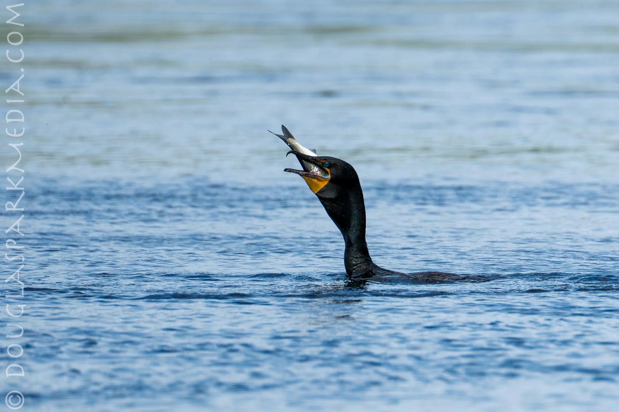 shag shad-11.jpg