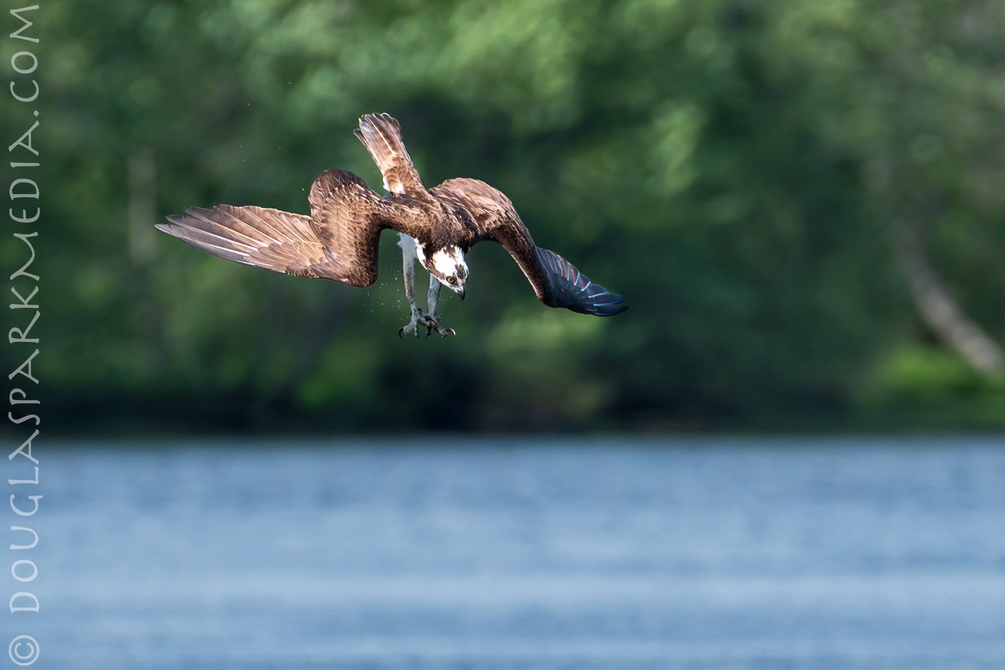 tighter osprey dive.jpg