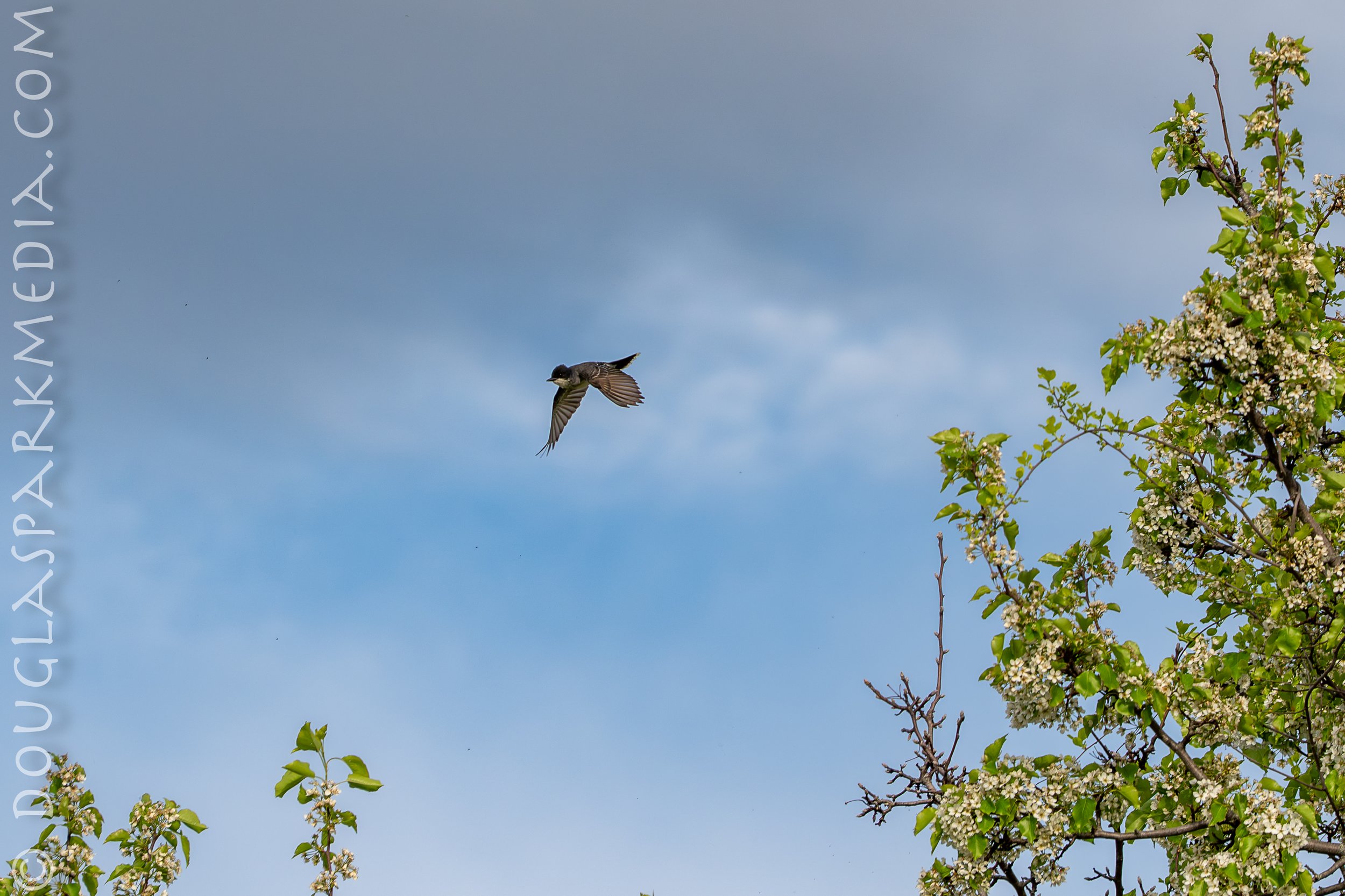 Eastern Kingbird-5.jpg