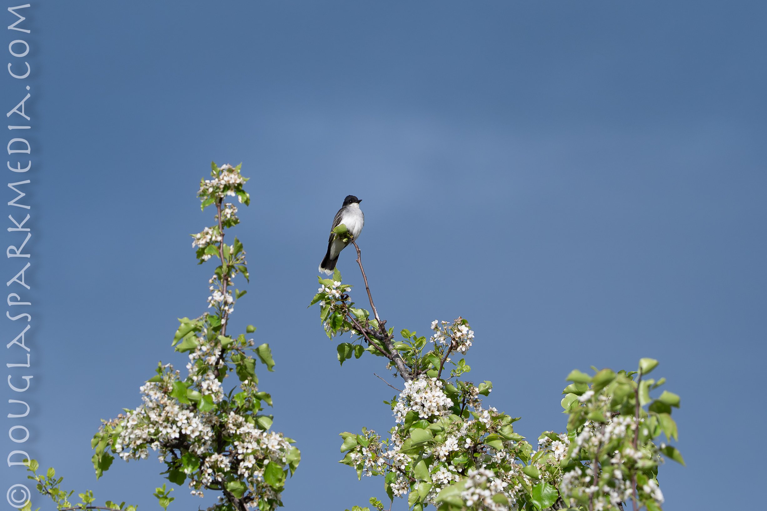Eastern Kingbird-9.jpg