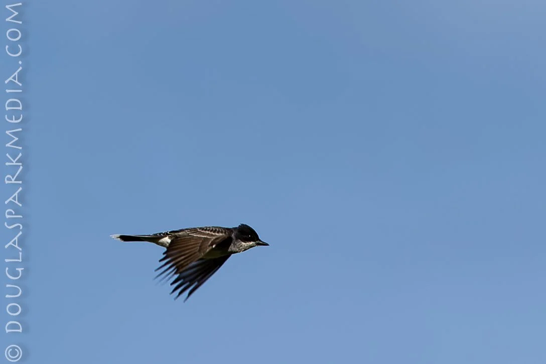 Eastern Kingbird-11.jpg