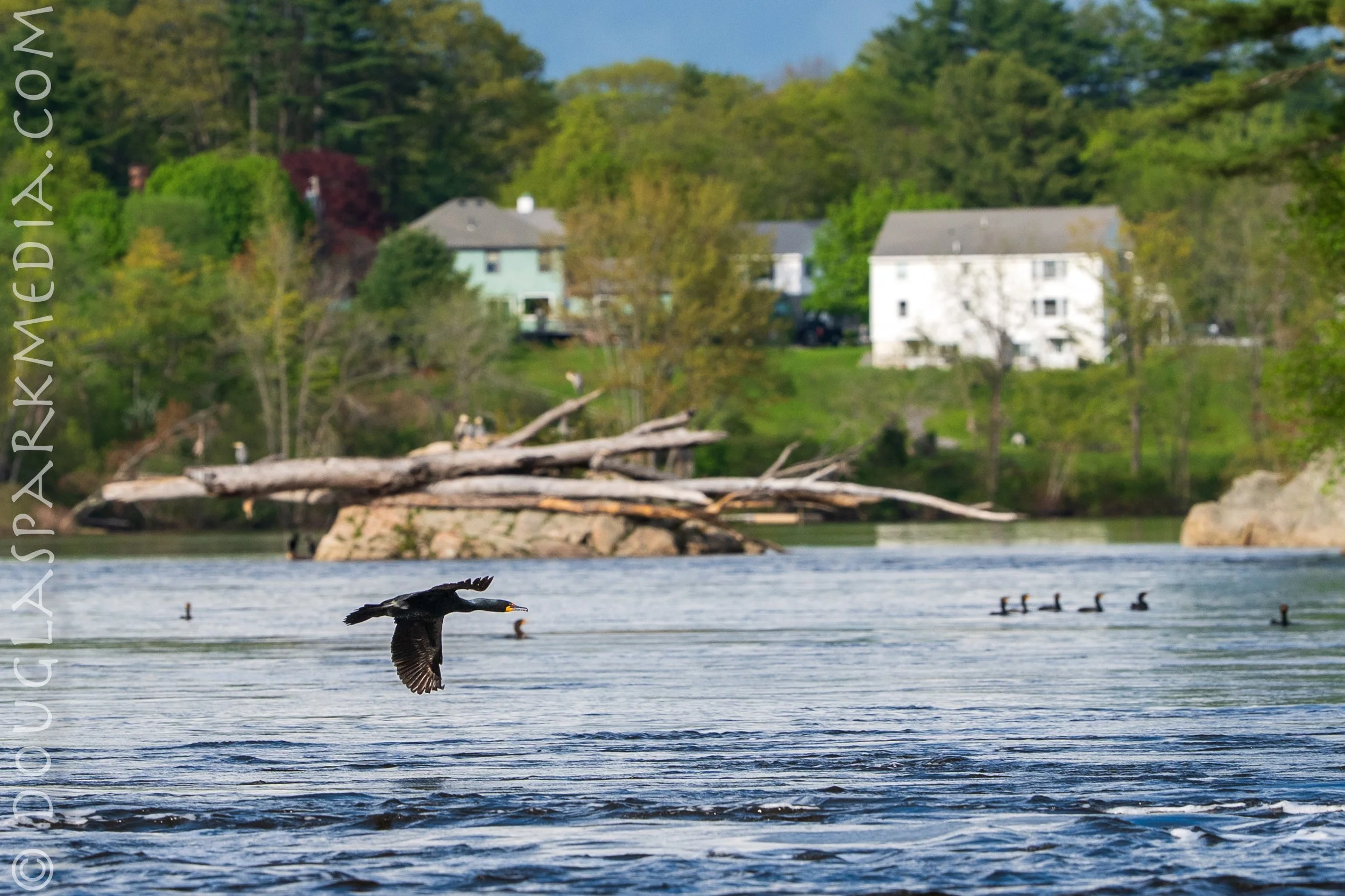 alewives-3.jpg