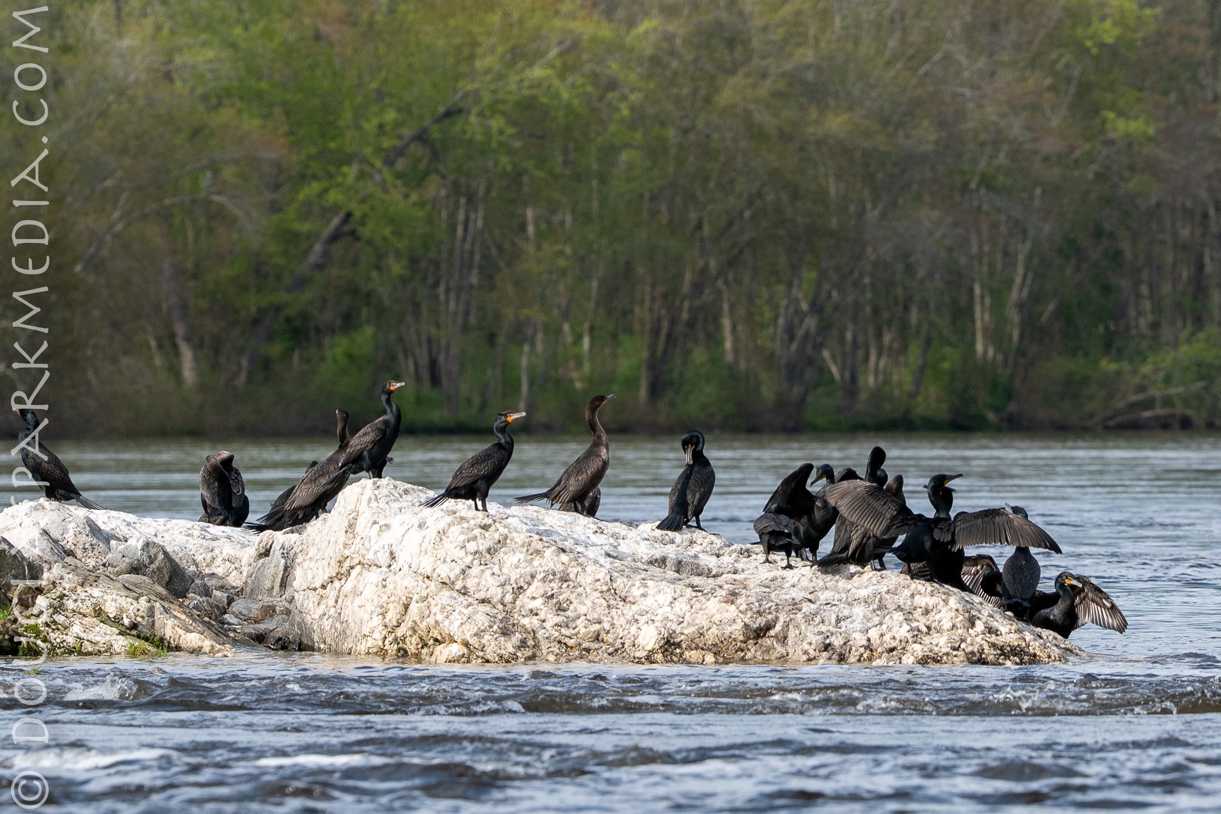 alewives-4.jpg