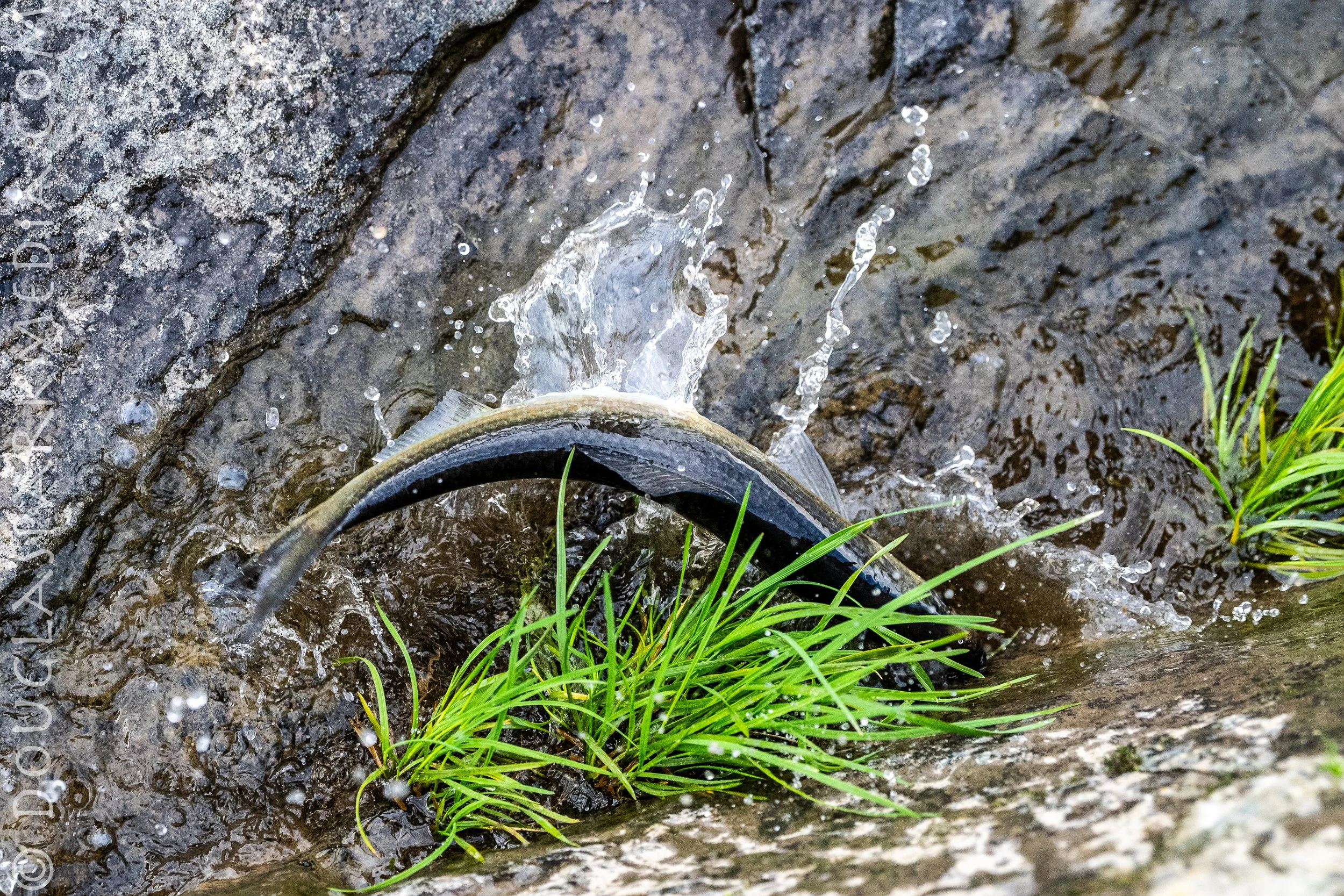 alewives-5.jpg