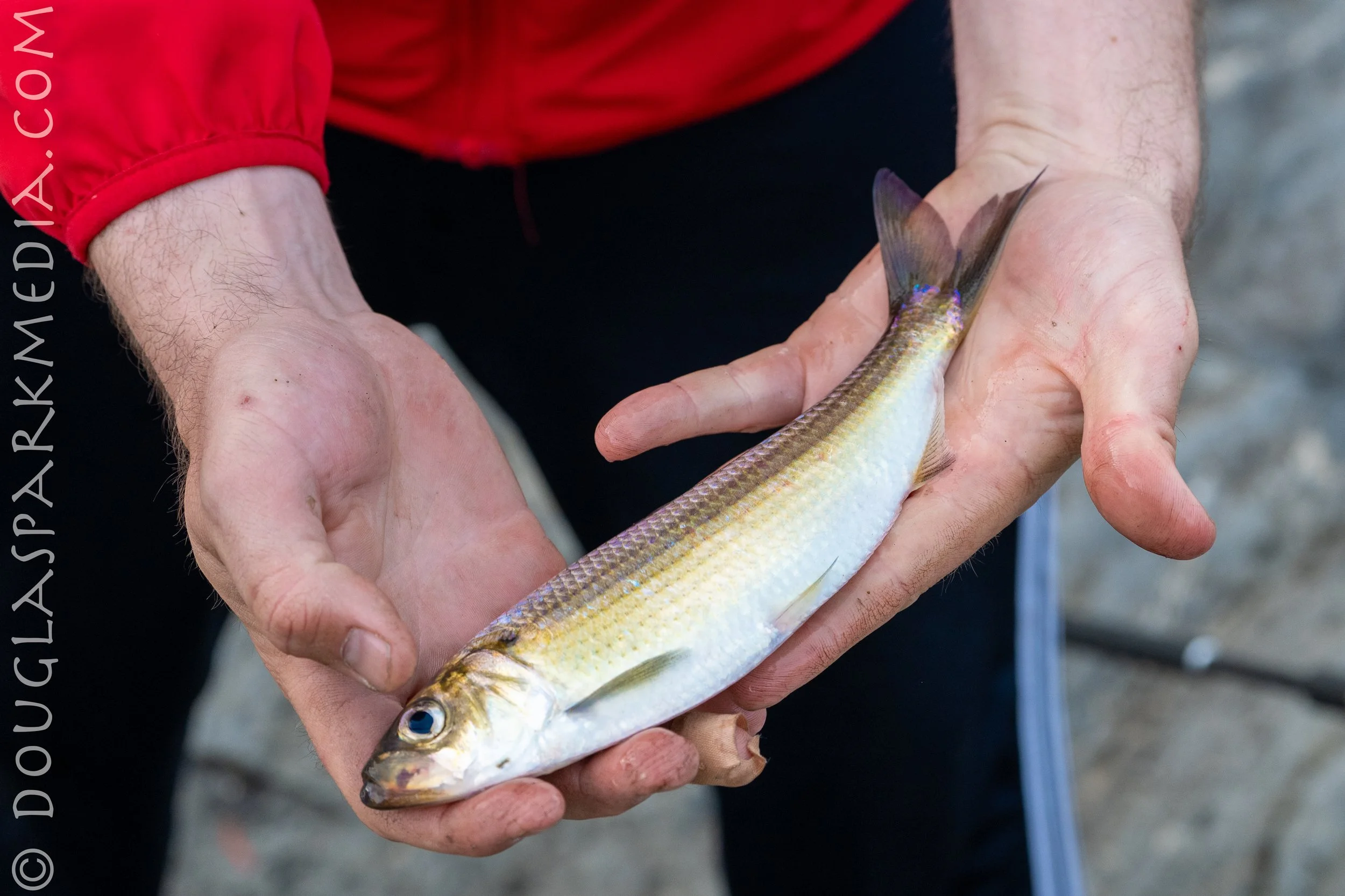 alewives-7.jpg