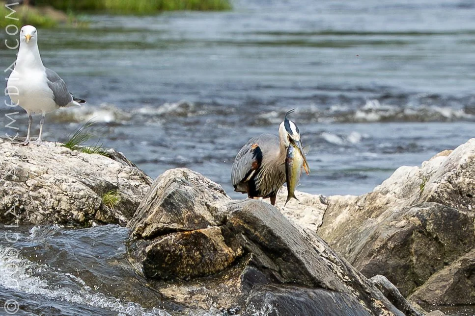 Birds fishing-4.jpg