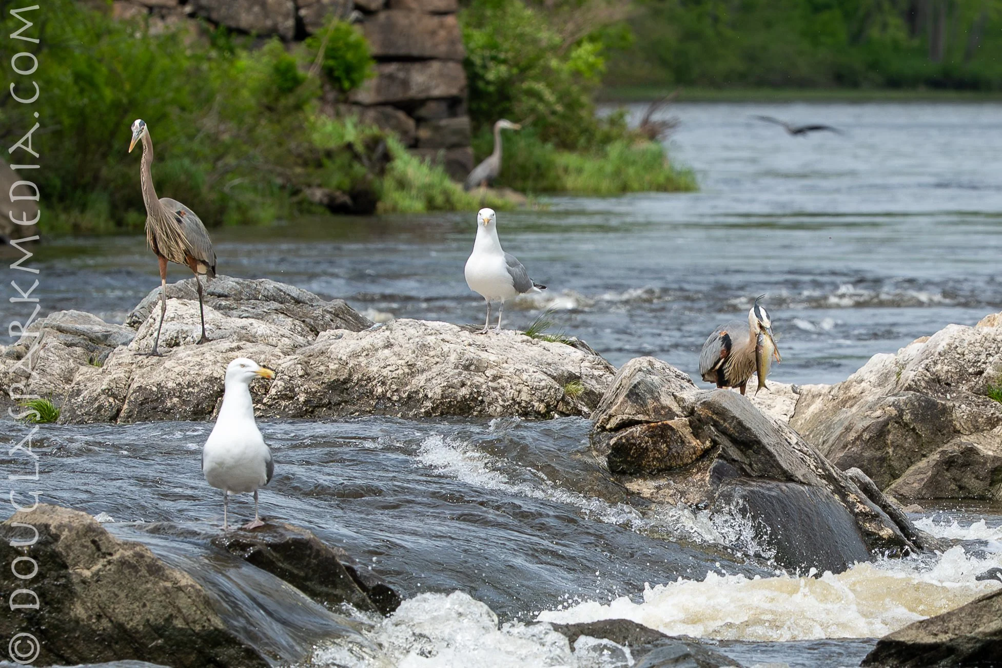 Birds fishing-5.jpg