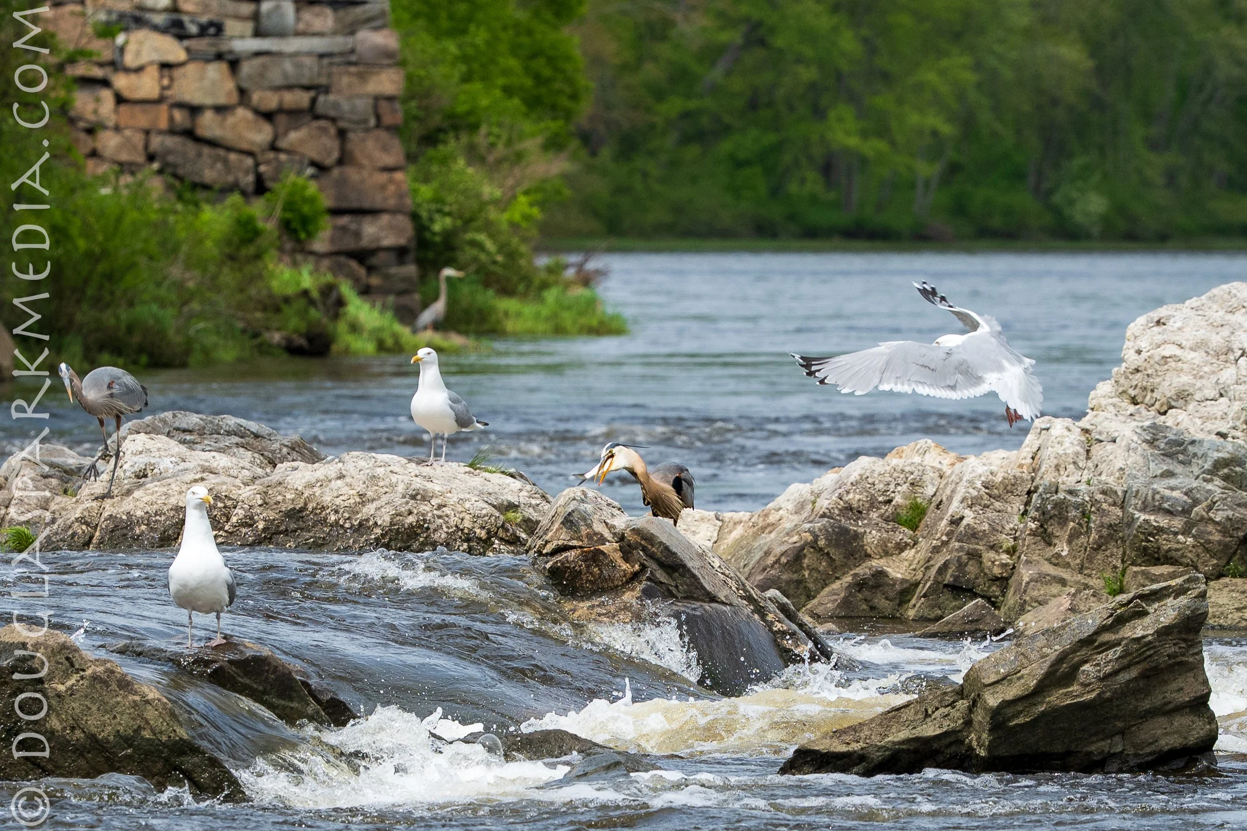 Birds fishing-7.jpg
