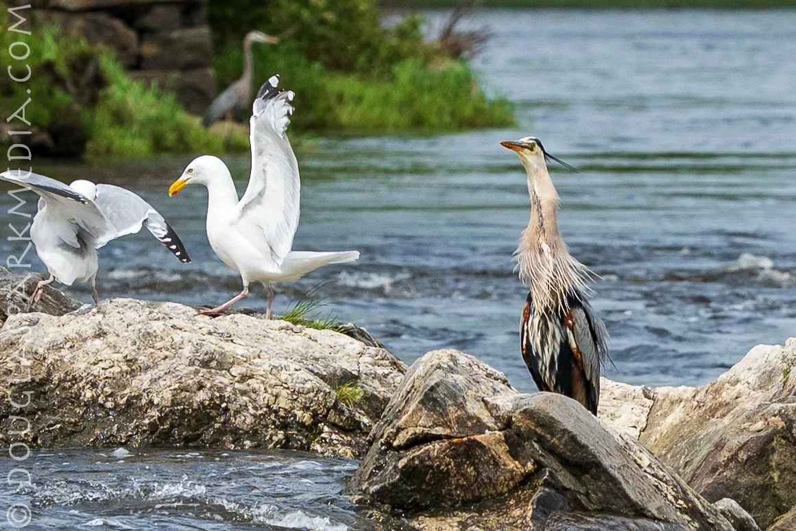 Birds fishing-9.jpg