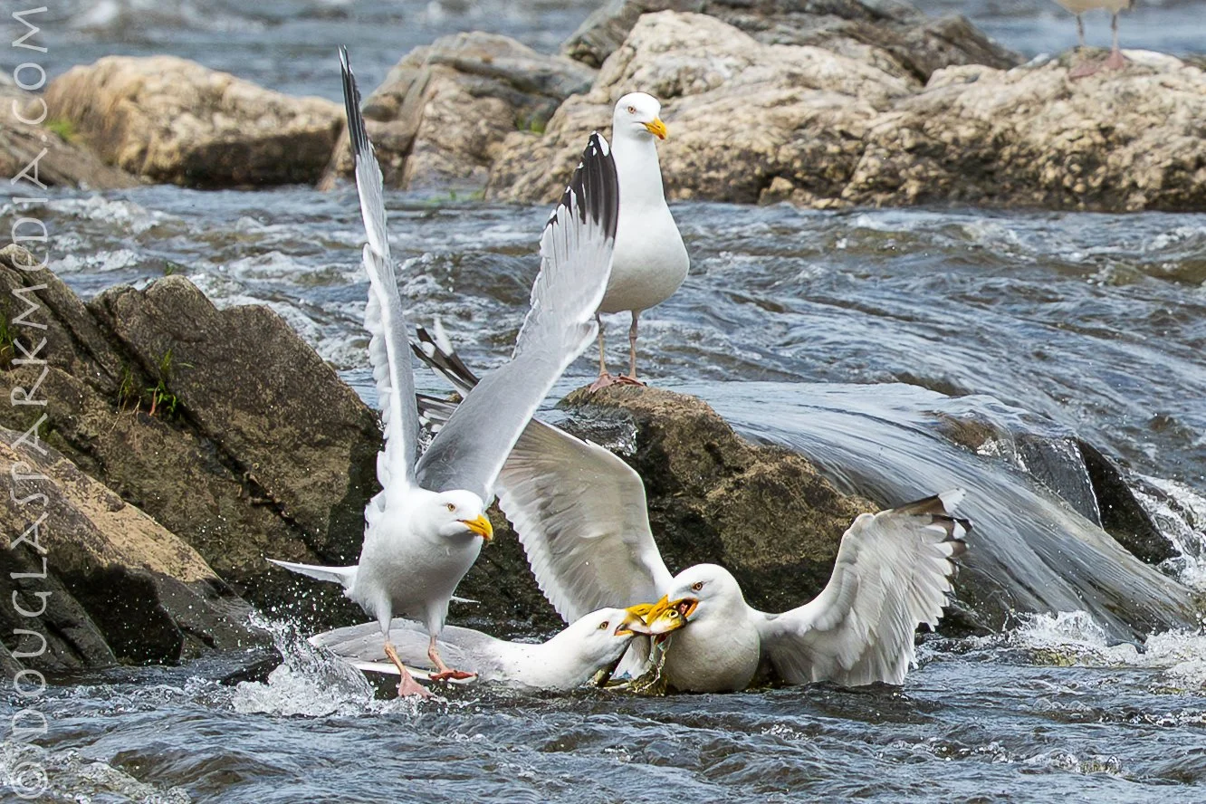 Birds fishing-11.jpg