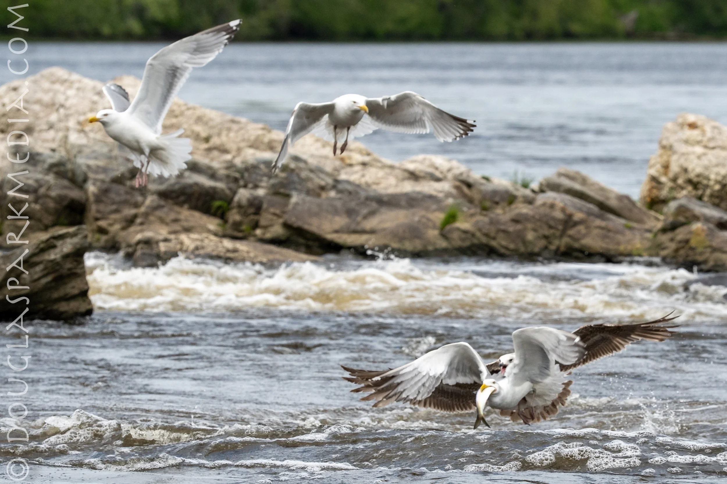 Birds fishing-12.jpg