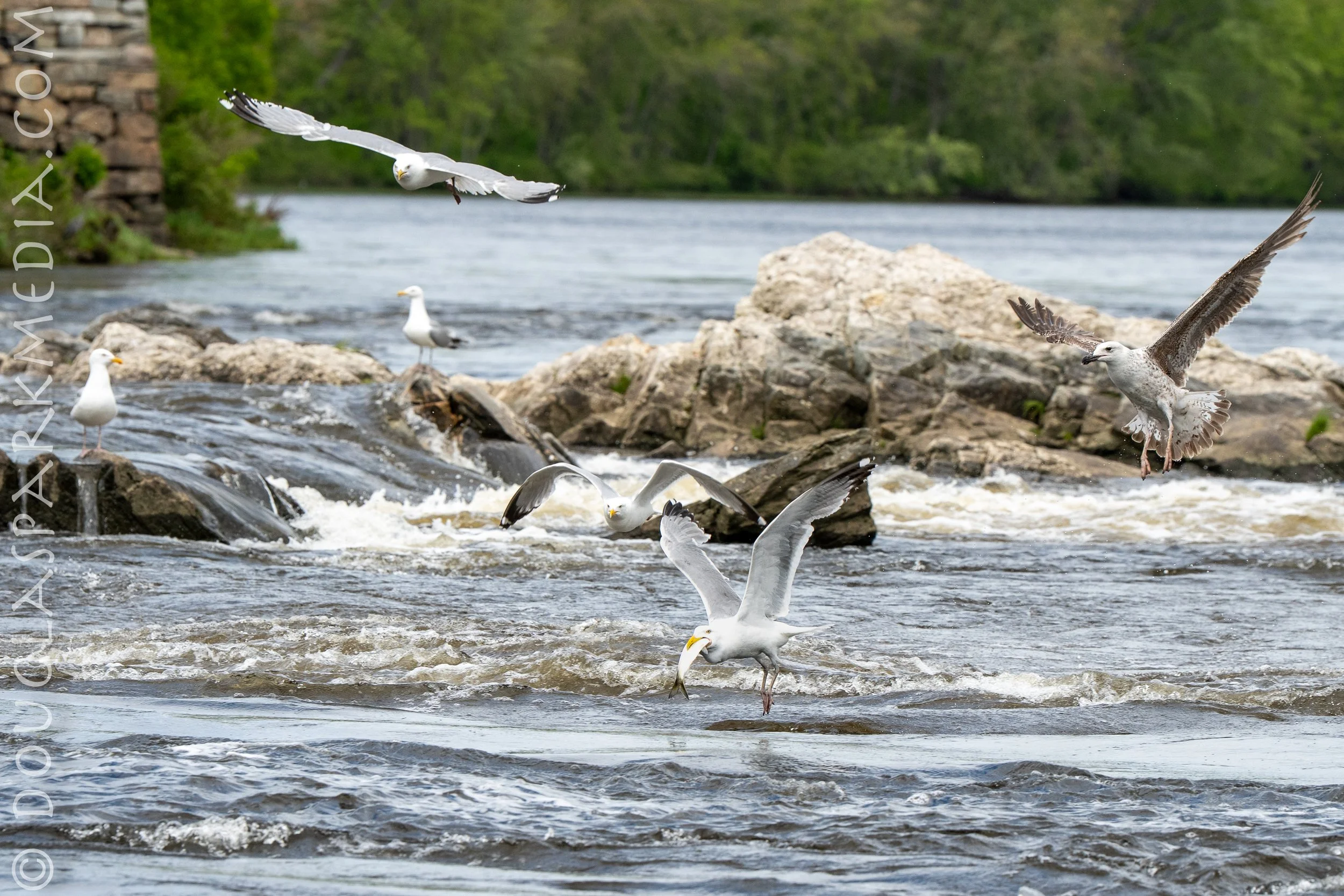 Birds fishing-14.jpg