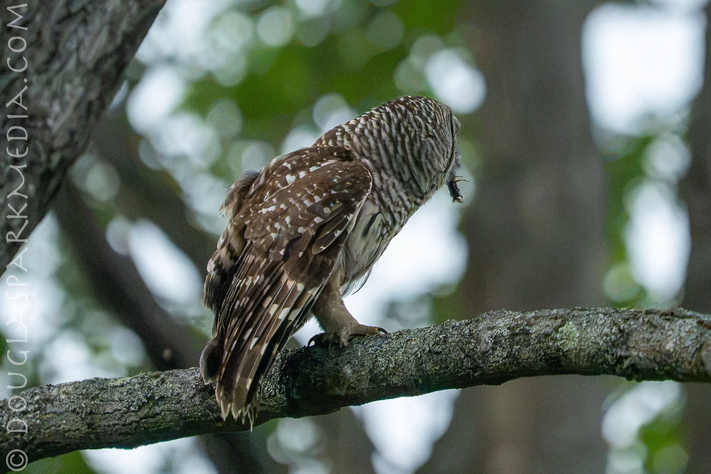 barred owl better prey.jpg