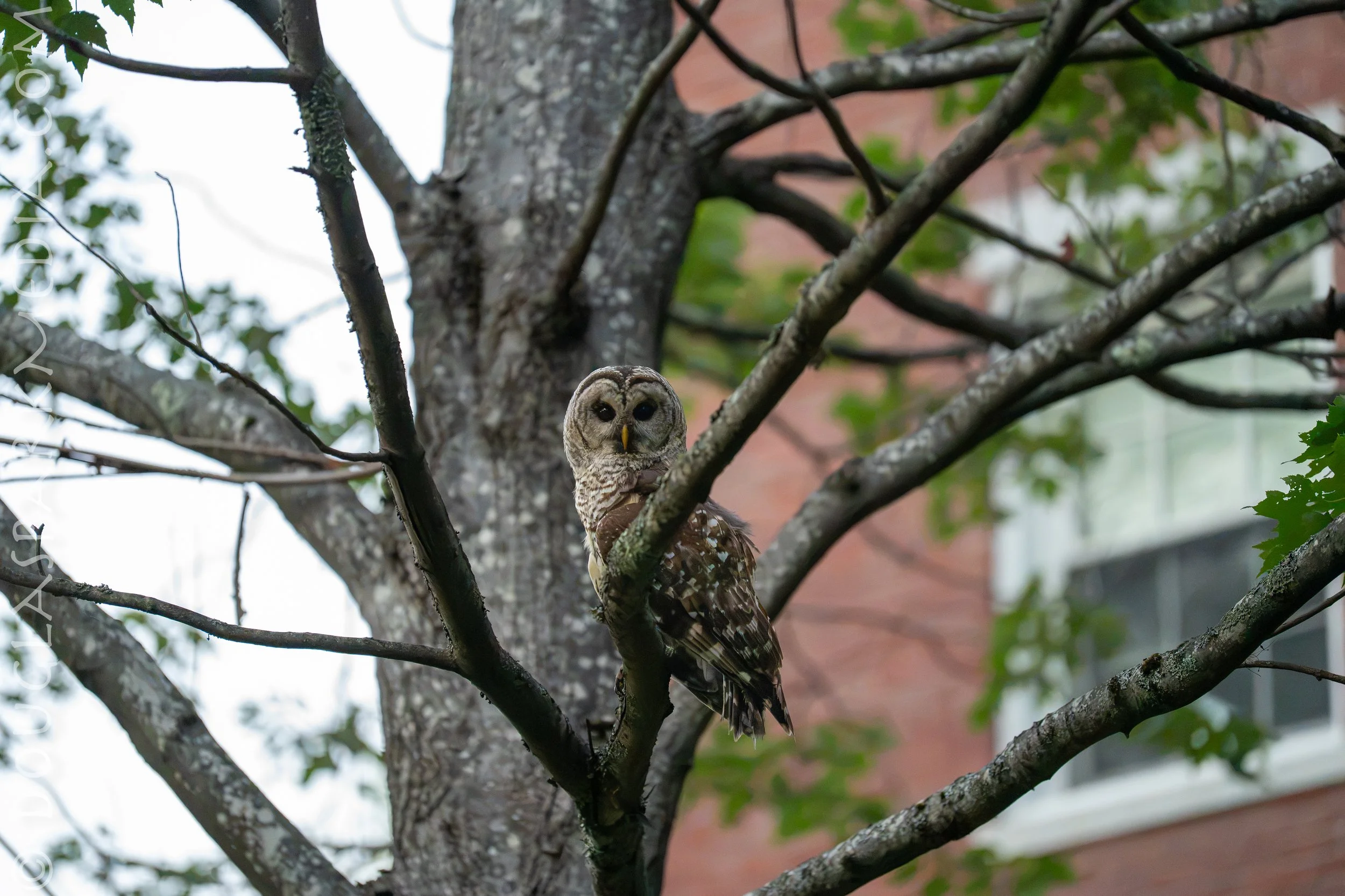 barred owl.jpg